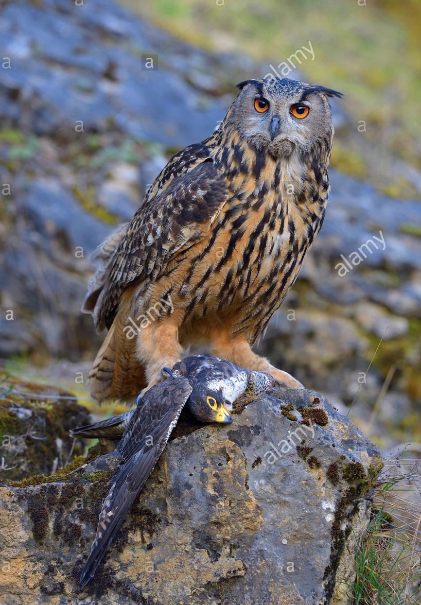 Eurasian eagle owl sitting atop its hard earned peregrine falcon kill