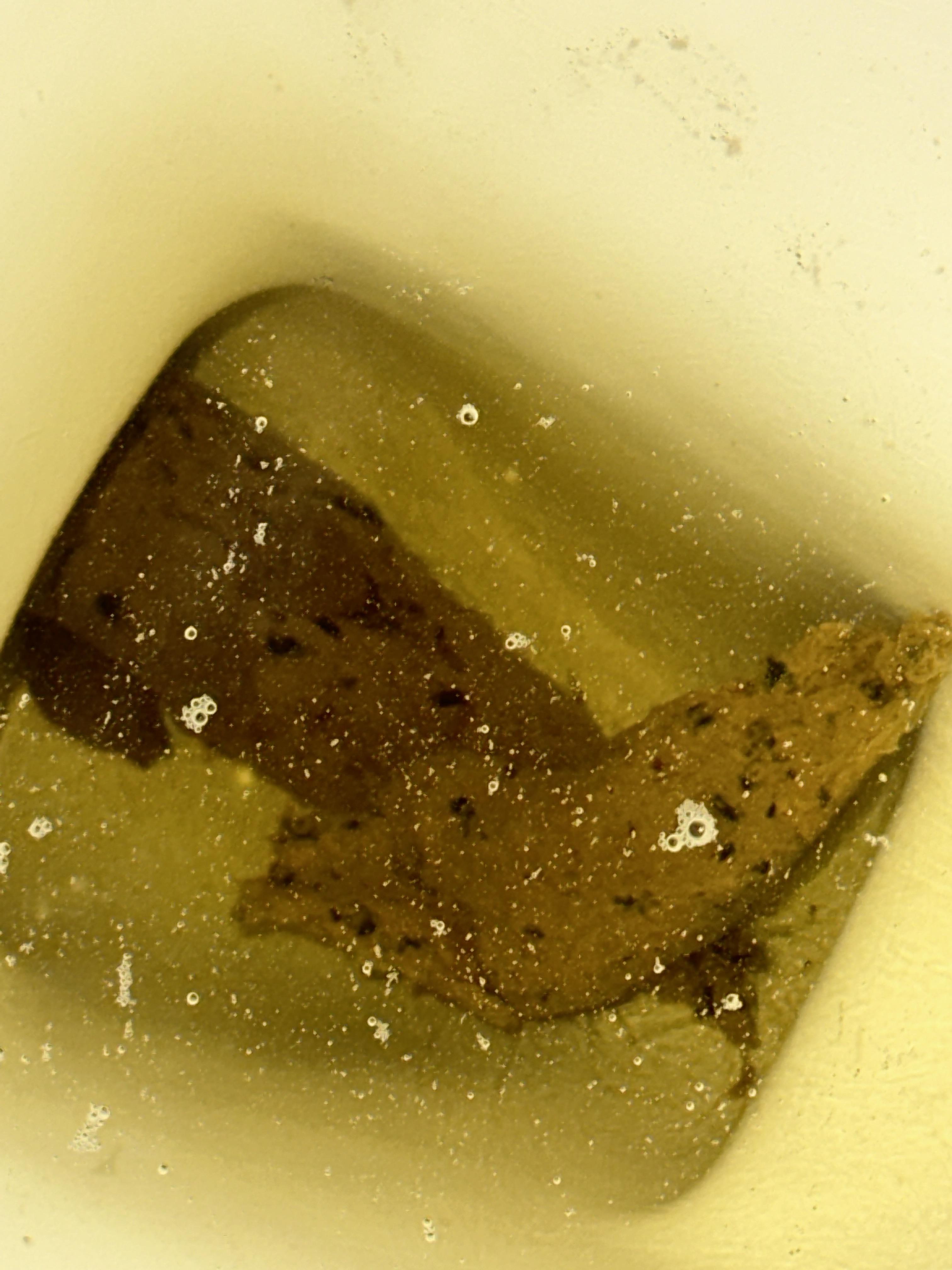 Black spots in stool? r/poop