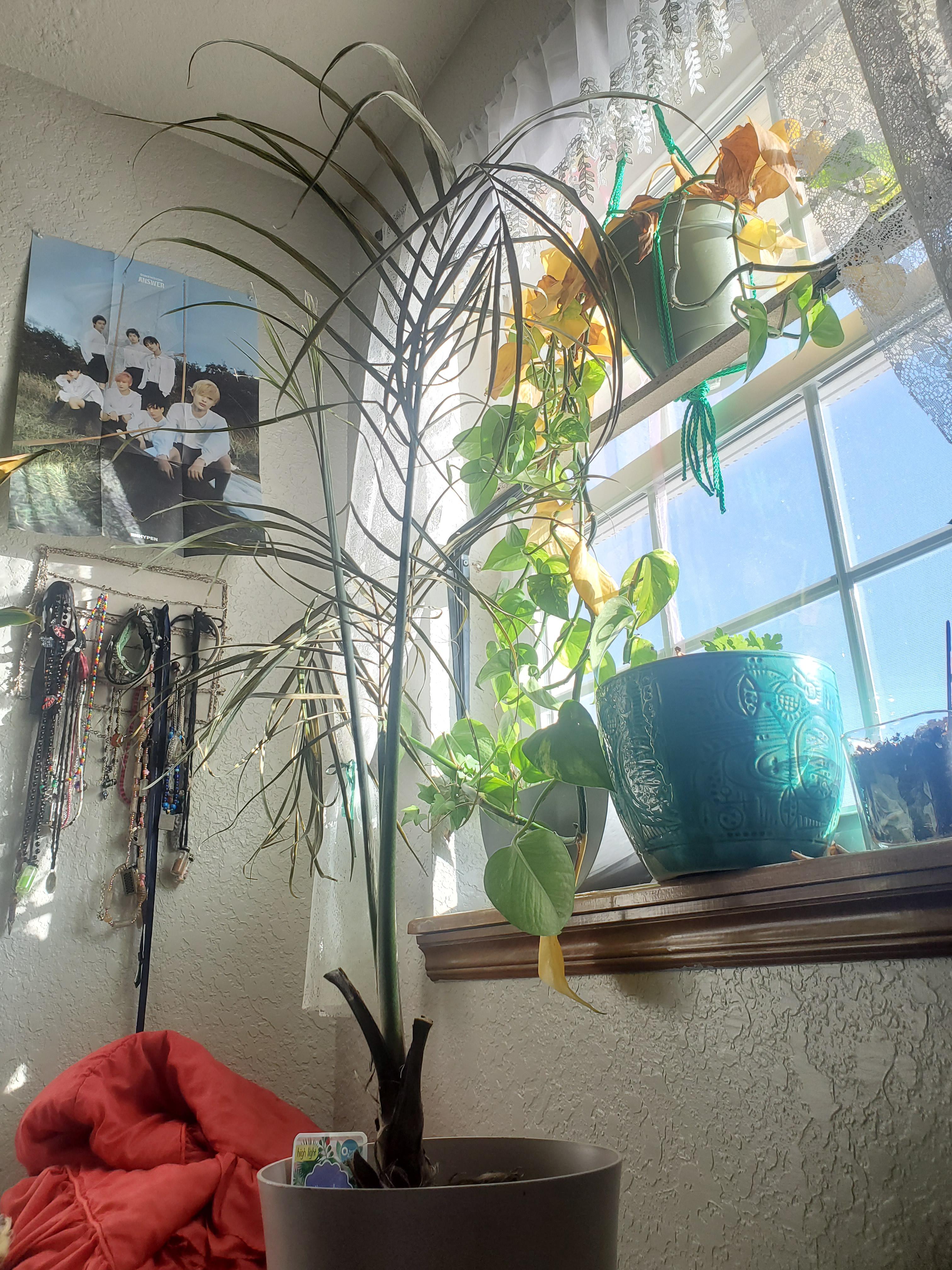 Is there a way to help this plant come back to life? It is a majesty