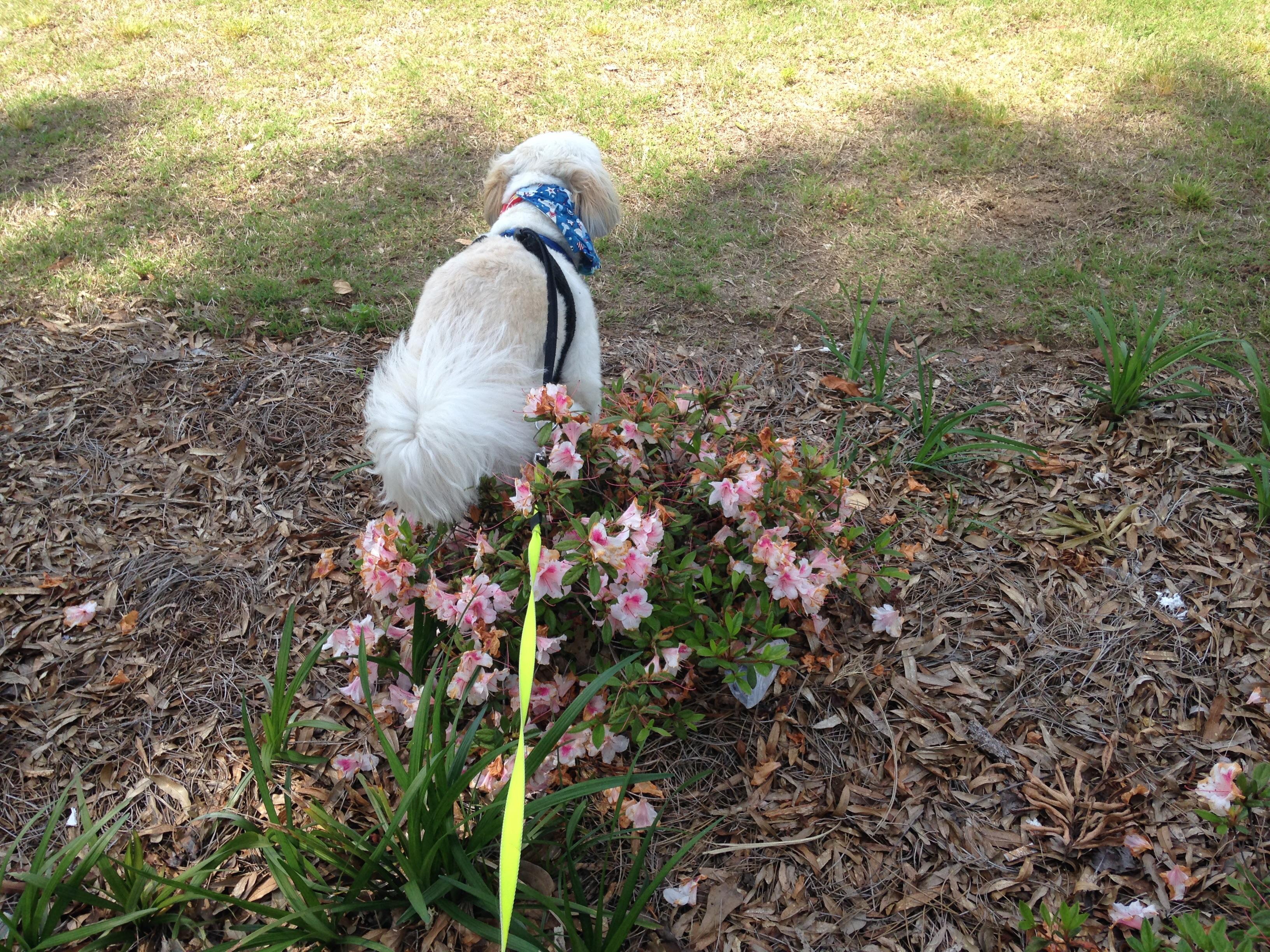 My dog likes to poop on flowers r/pics