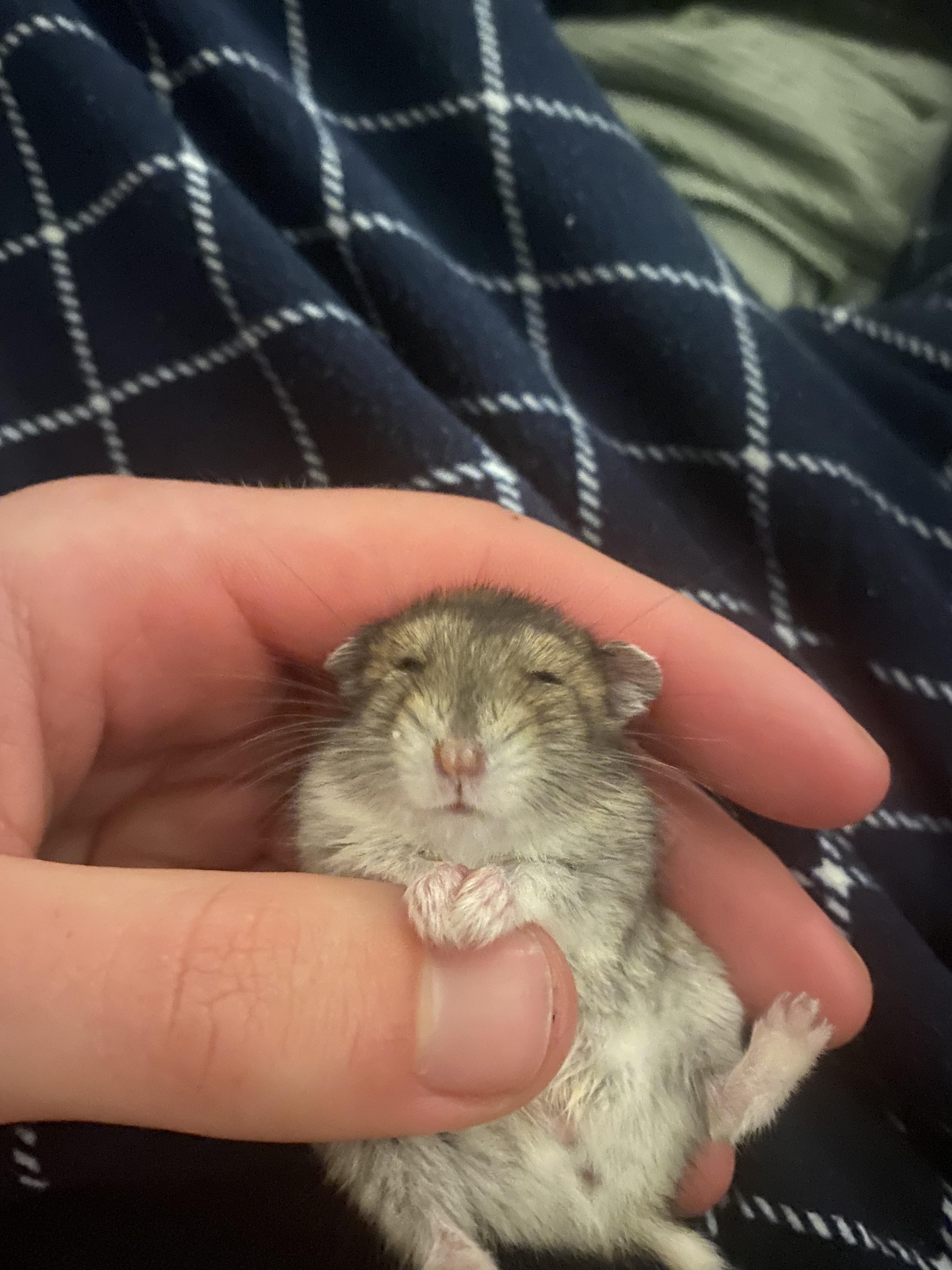 My hamster sleeping in my hand r/hamsters