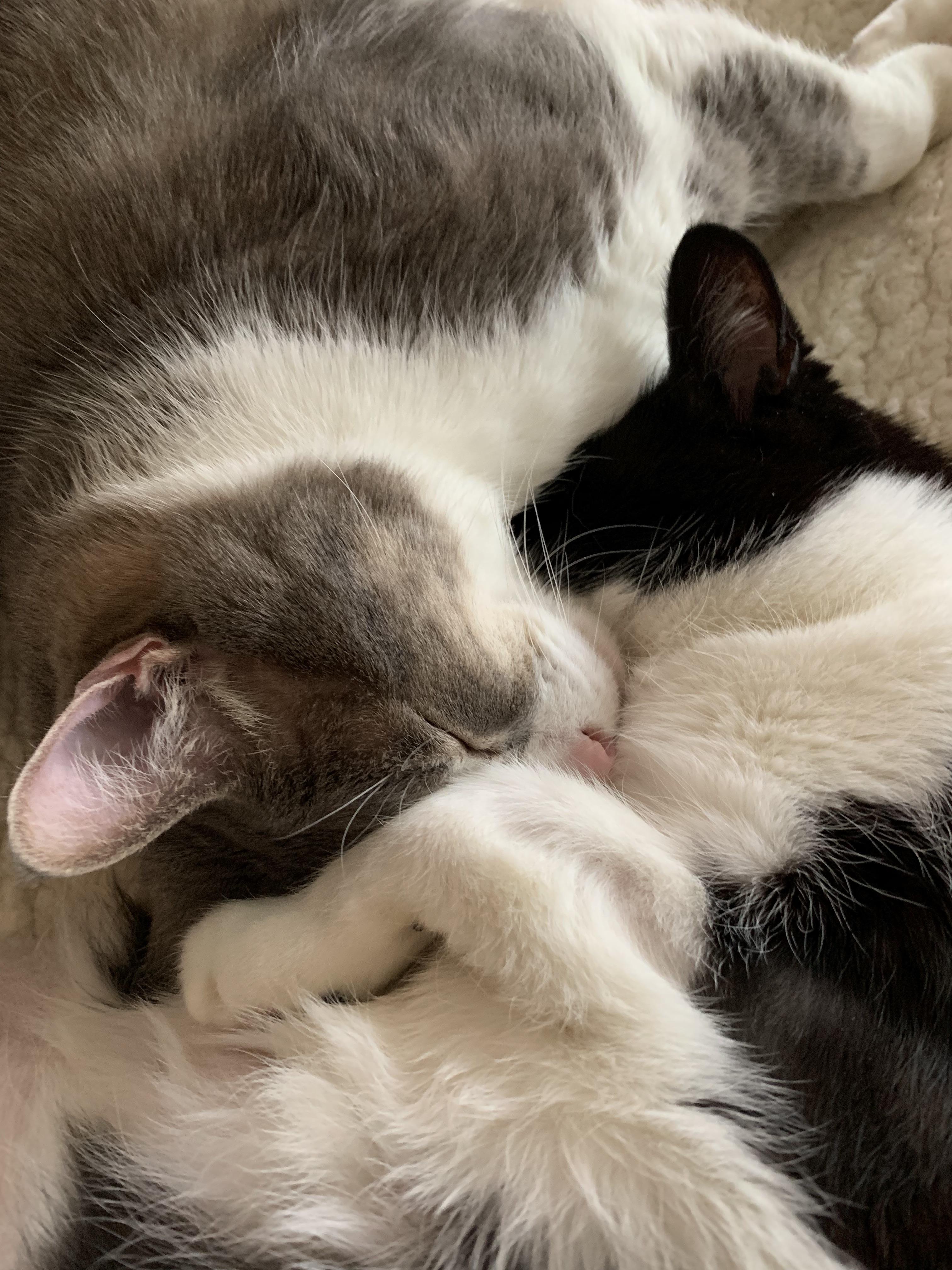 Face to Face. r/cats