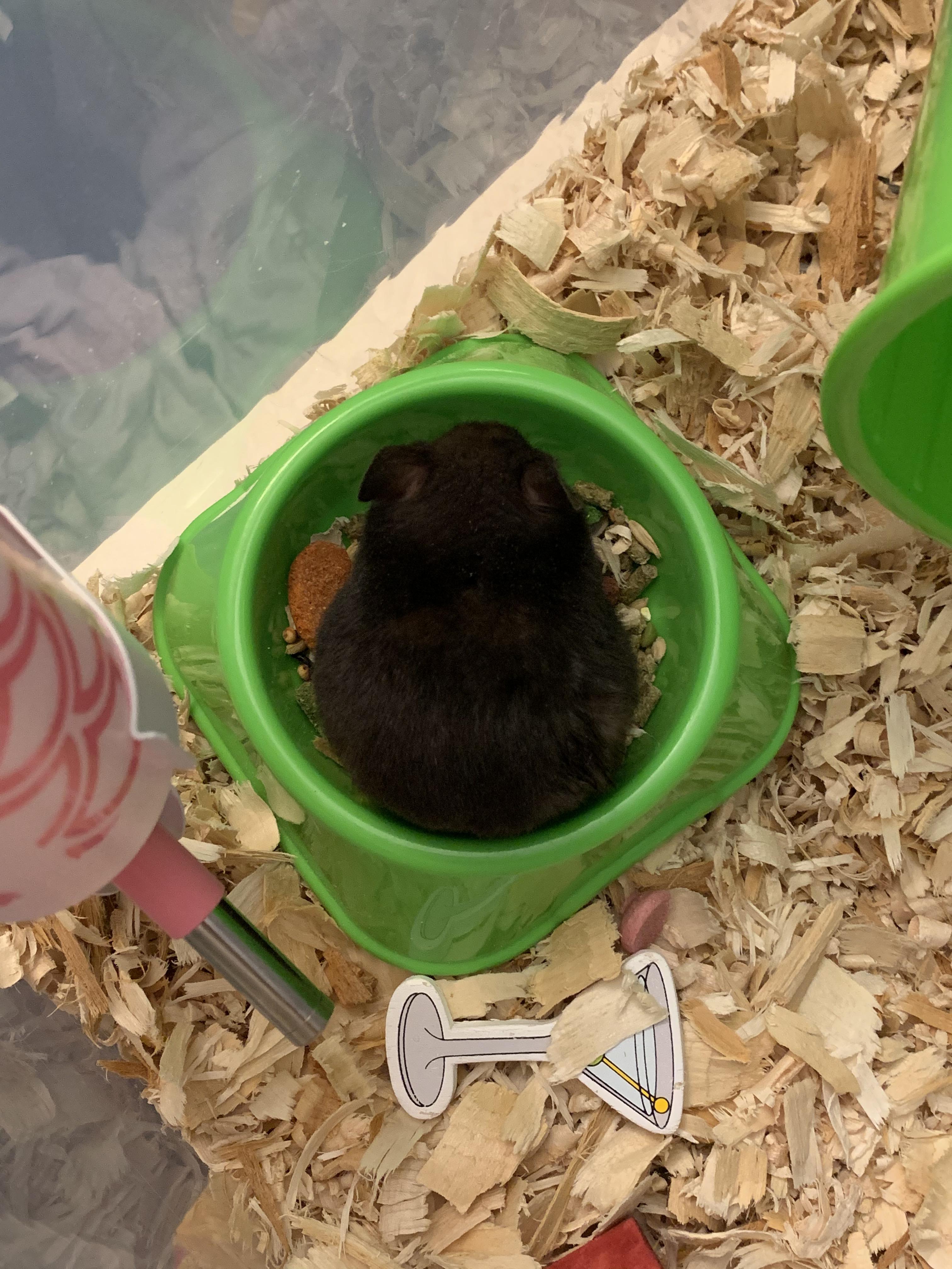 Y’all is my hamster too fat 😳 ive had him almost a week and can’t tell