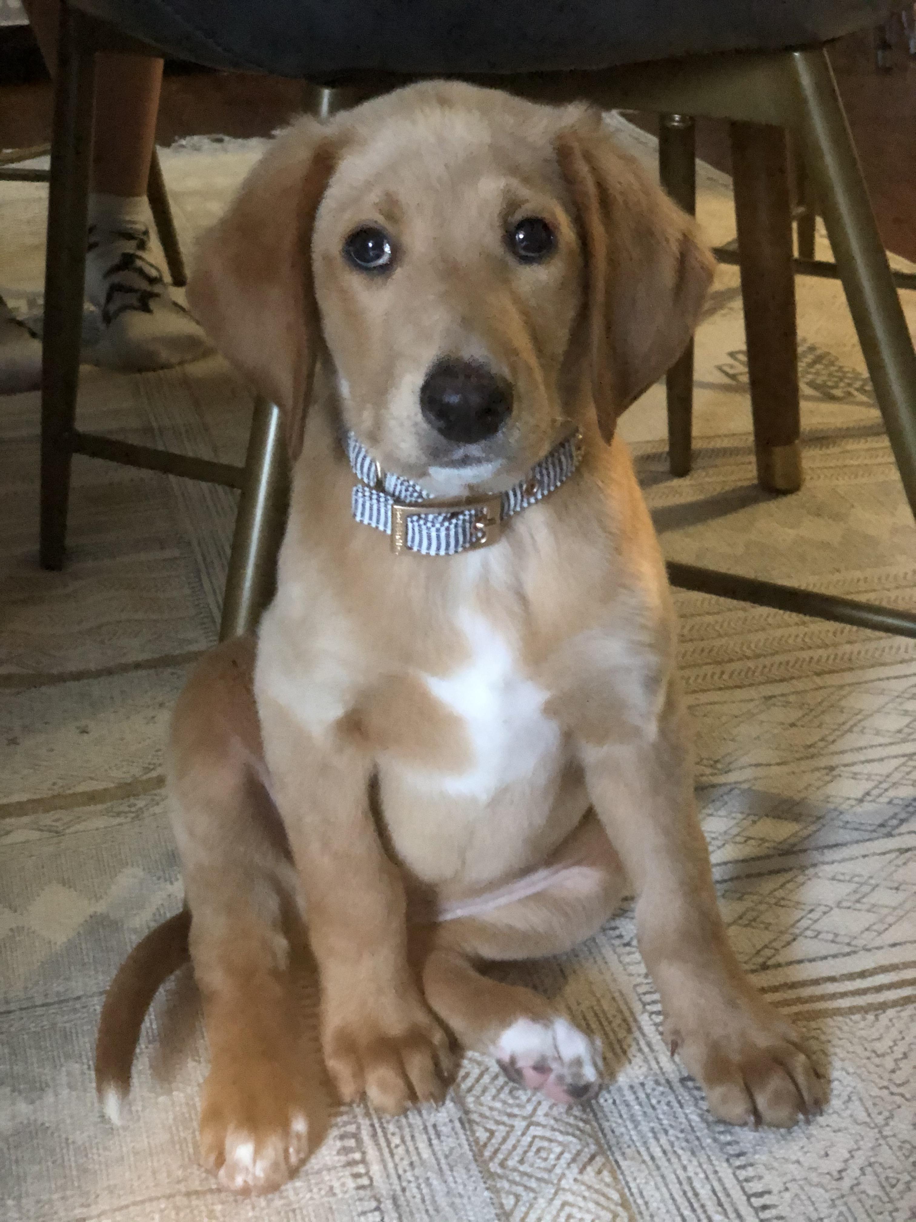 Does anyone else have a flat coated labradoodle like ours? Her mom is a