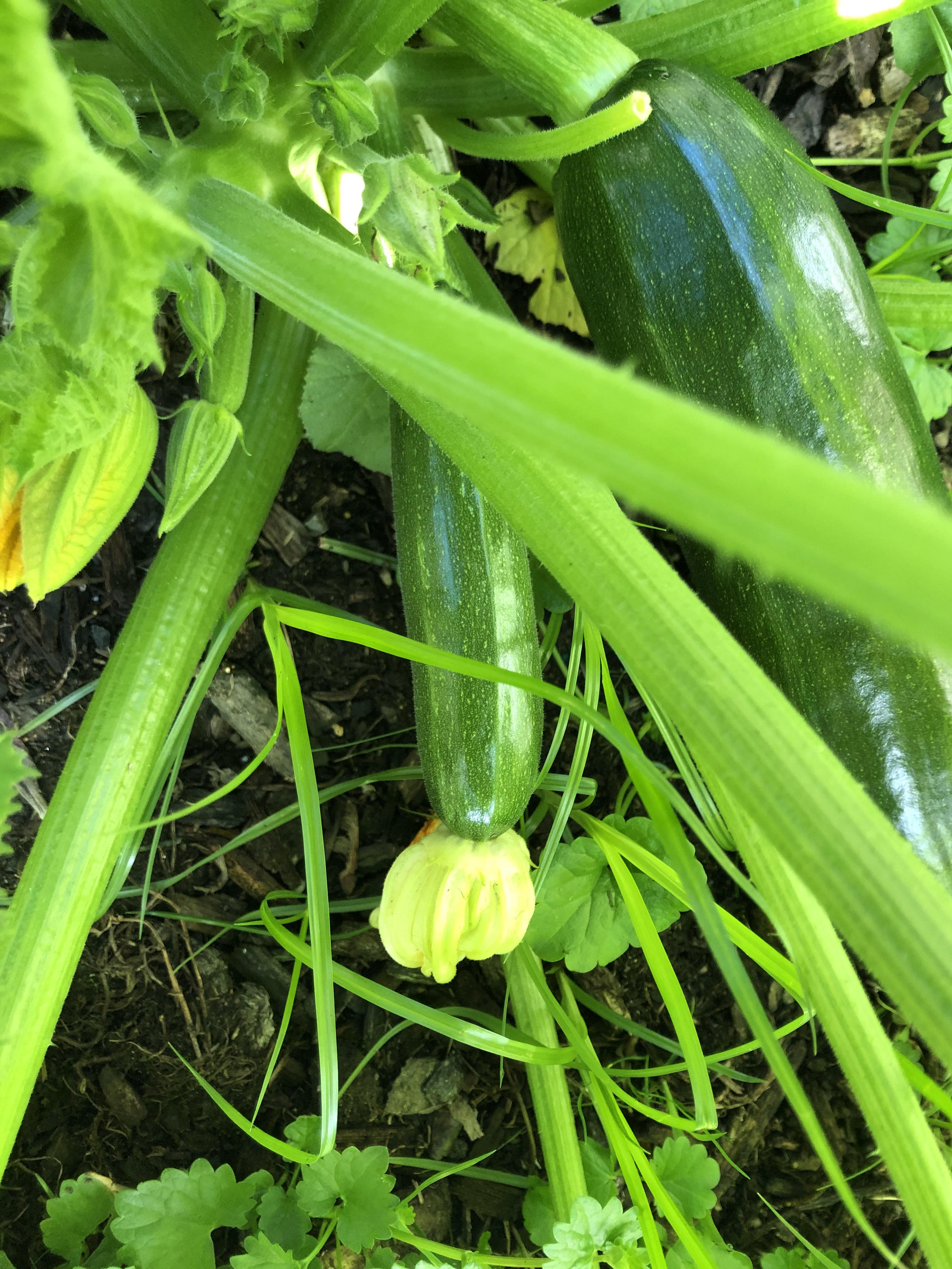 My friend thinks he planted watermelon. This looks like zucchini to me