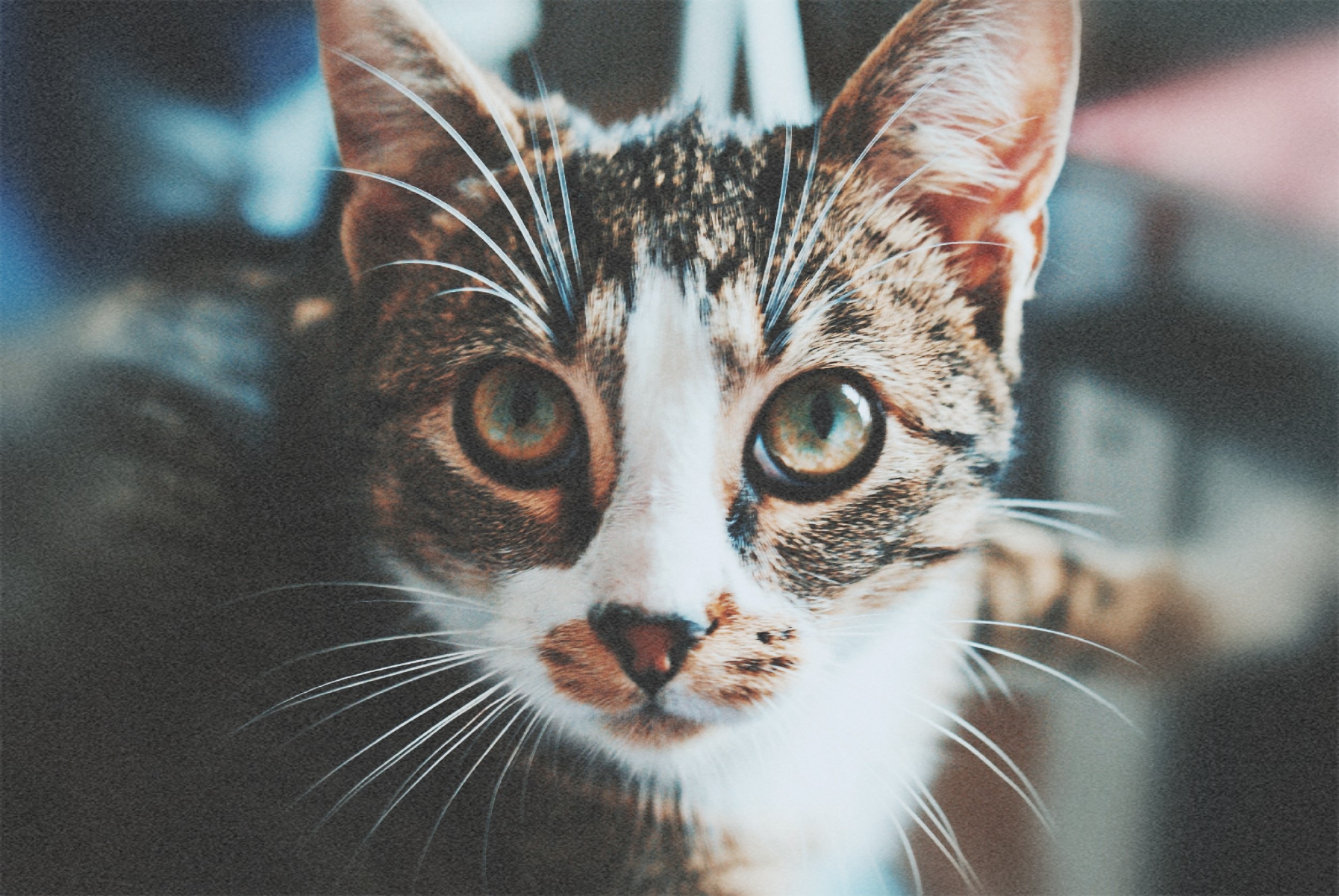 I really like this picture of my roommate's cat I took r/aww