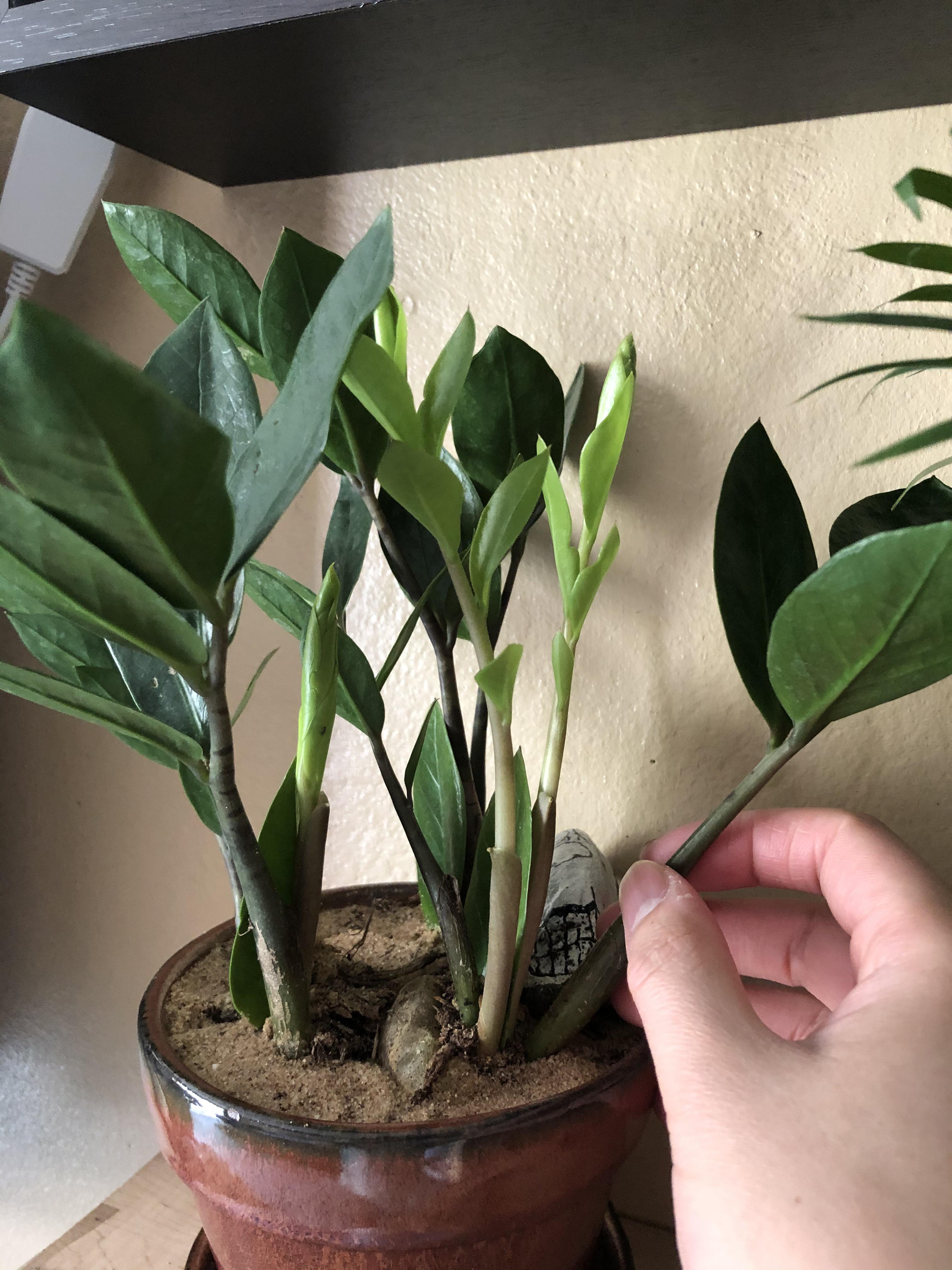 Update My ZZ plant new growth 12 day span r/plants