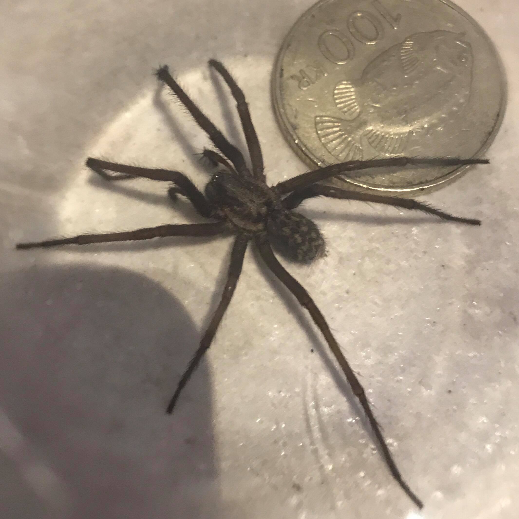 This giant house spider paid us a visit today in Gothenburg, Sweden