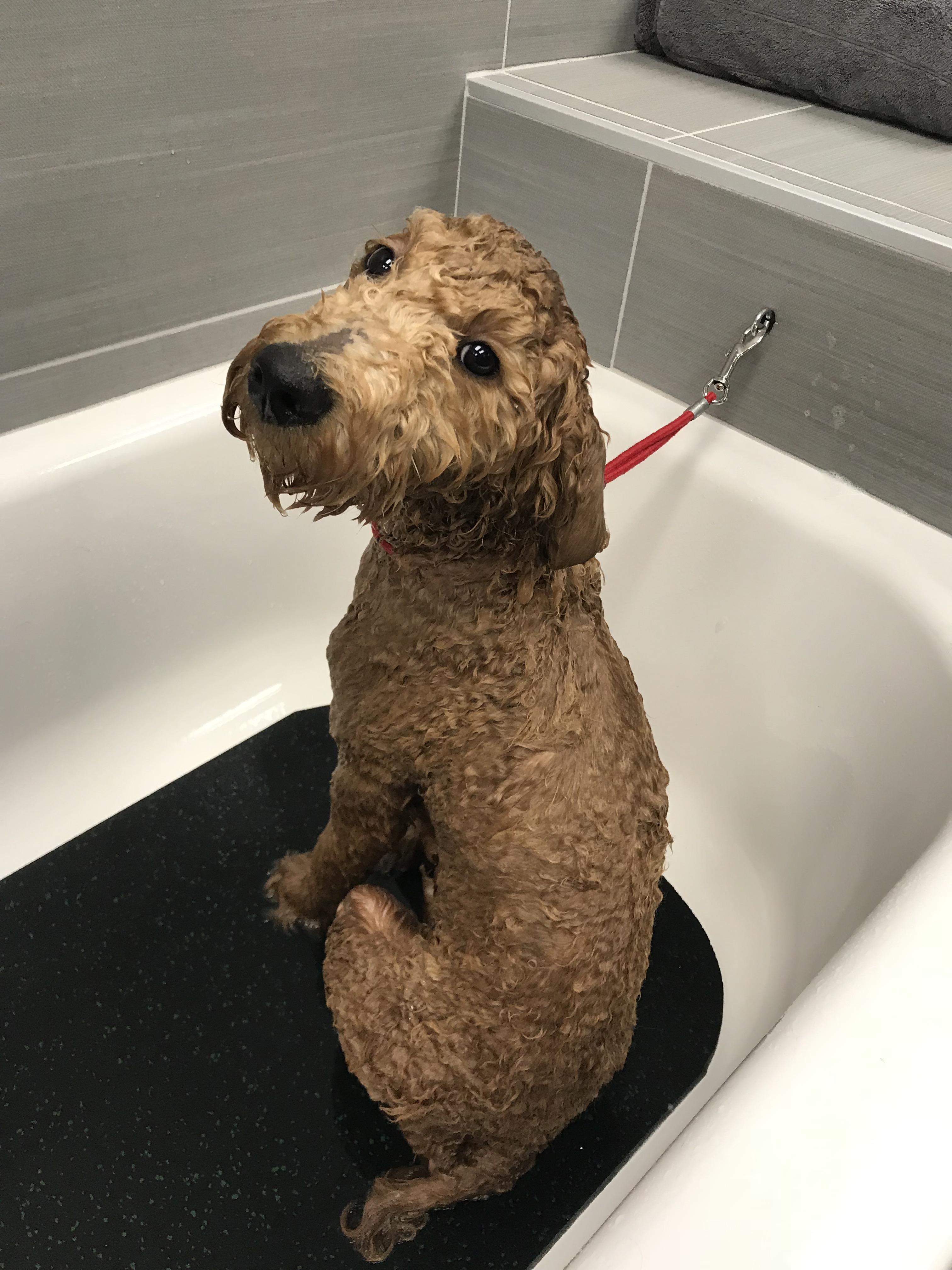 Charlie likes to roll in poop. This is him not regretting a single roll