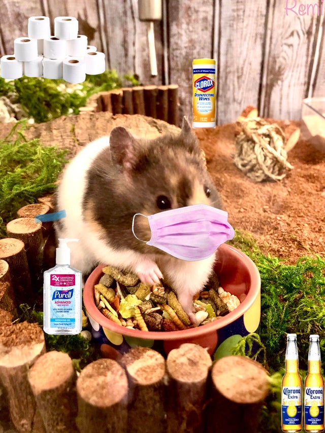 Quarantine Ham back at it again, reminding ya'll to stay inside r