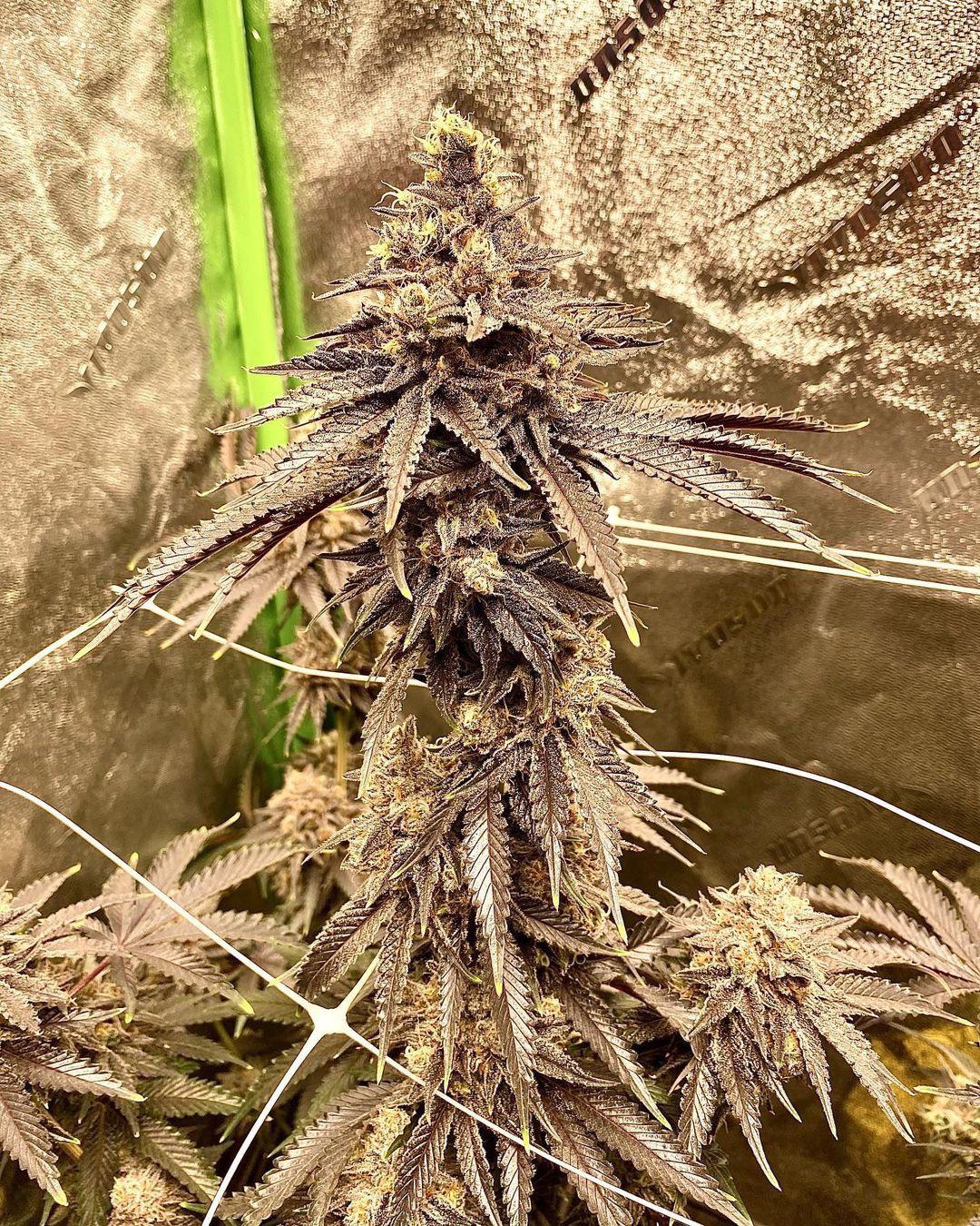 Banana Daddy, Ethos. Organically grown in living soil. u/stepwell_soil