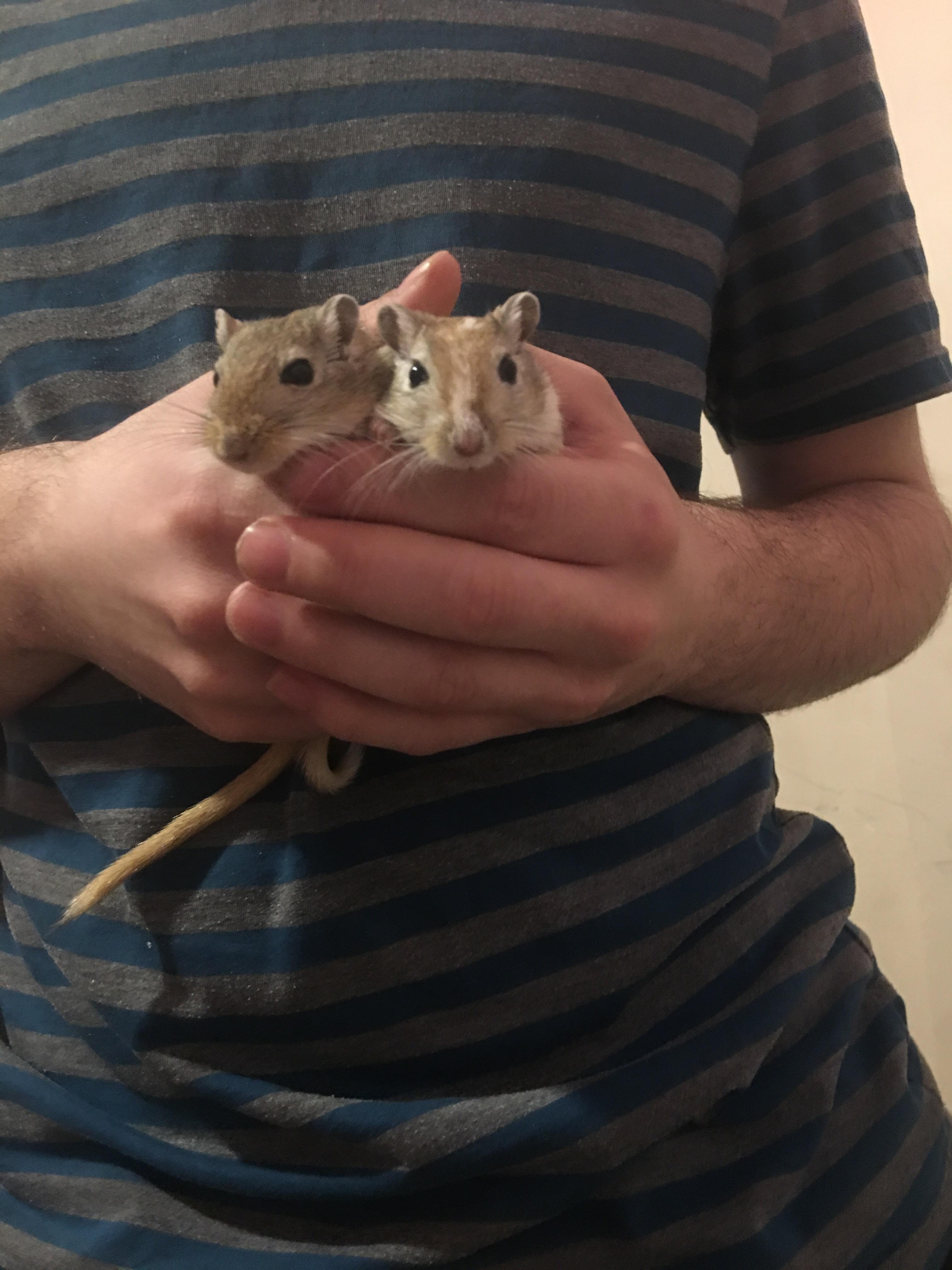 they don't always like being held but when I hold them together they