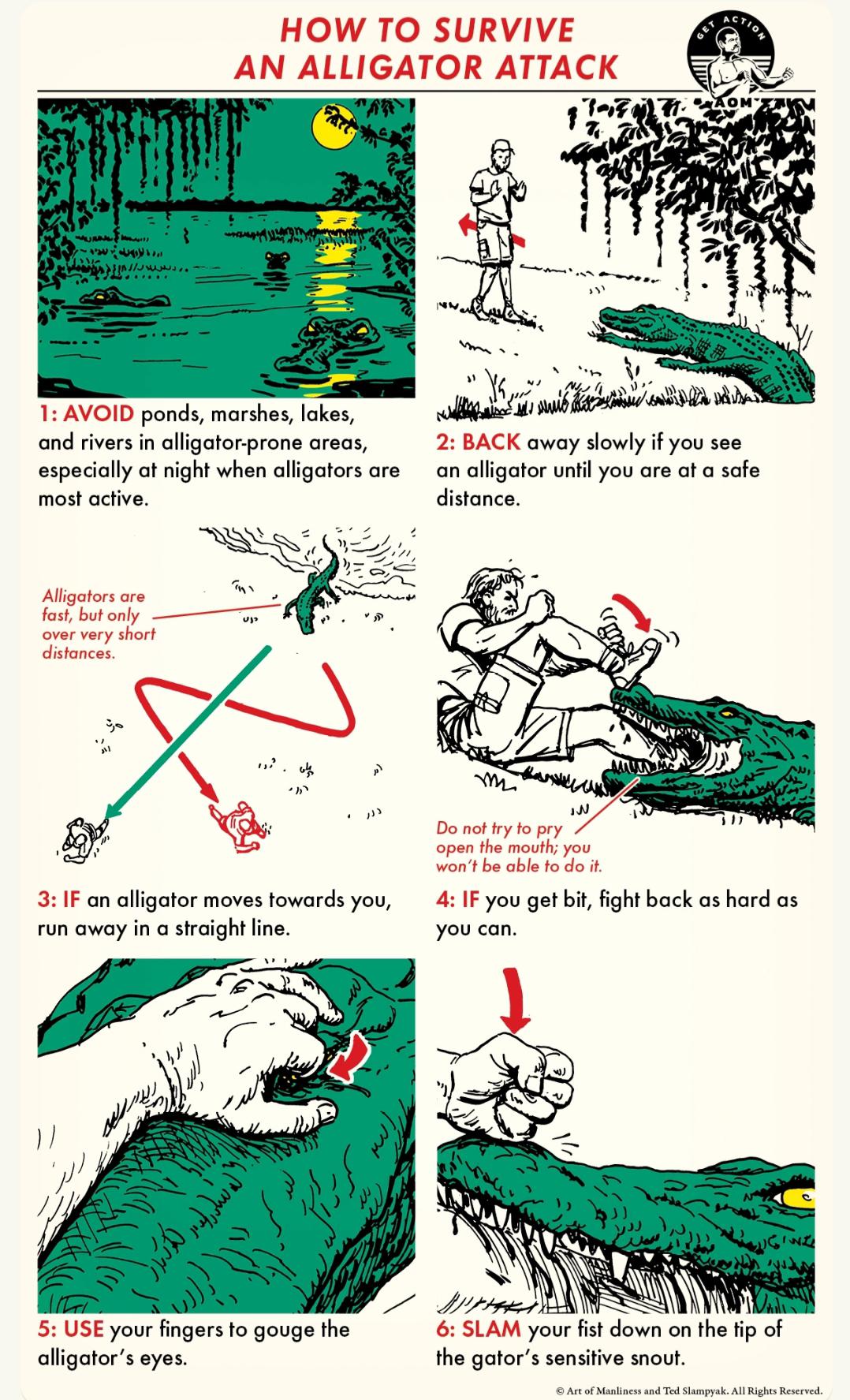 How To Survive An Alligator Attack r/coolguides