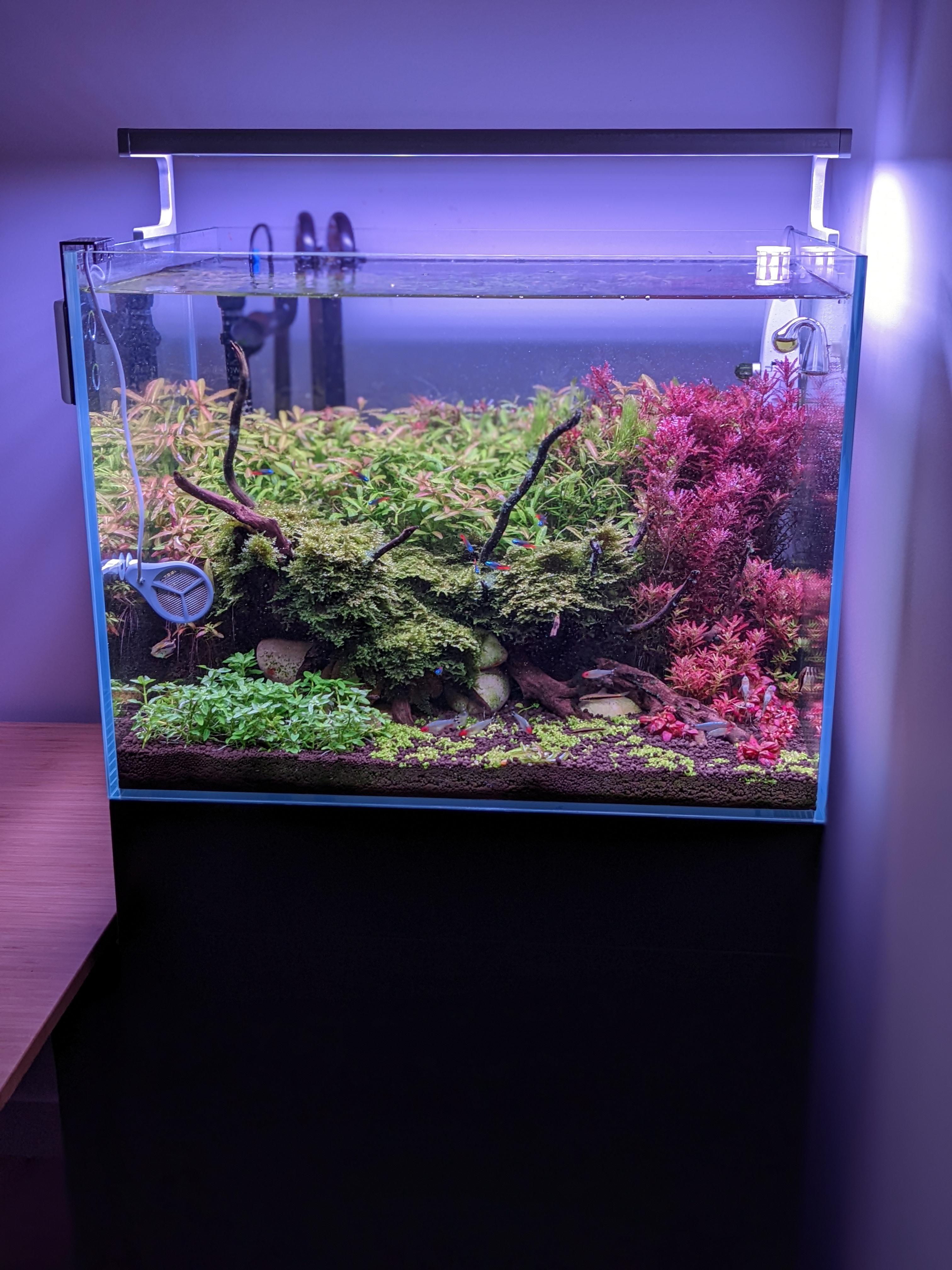 356 best Neon Tetras images on Pholder Aquariums, Planted Tank and