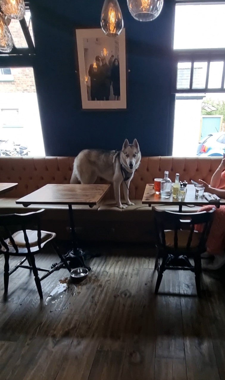 When you go to a dog friendly fancy steak restaurant, and you return
