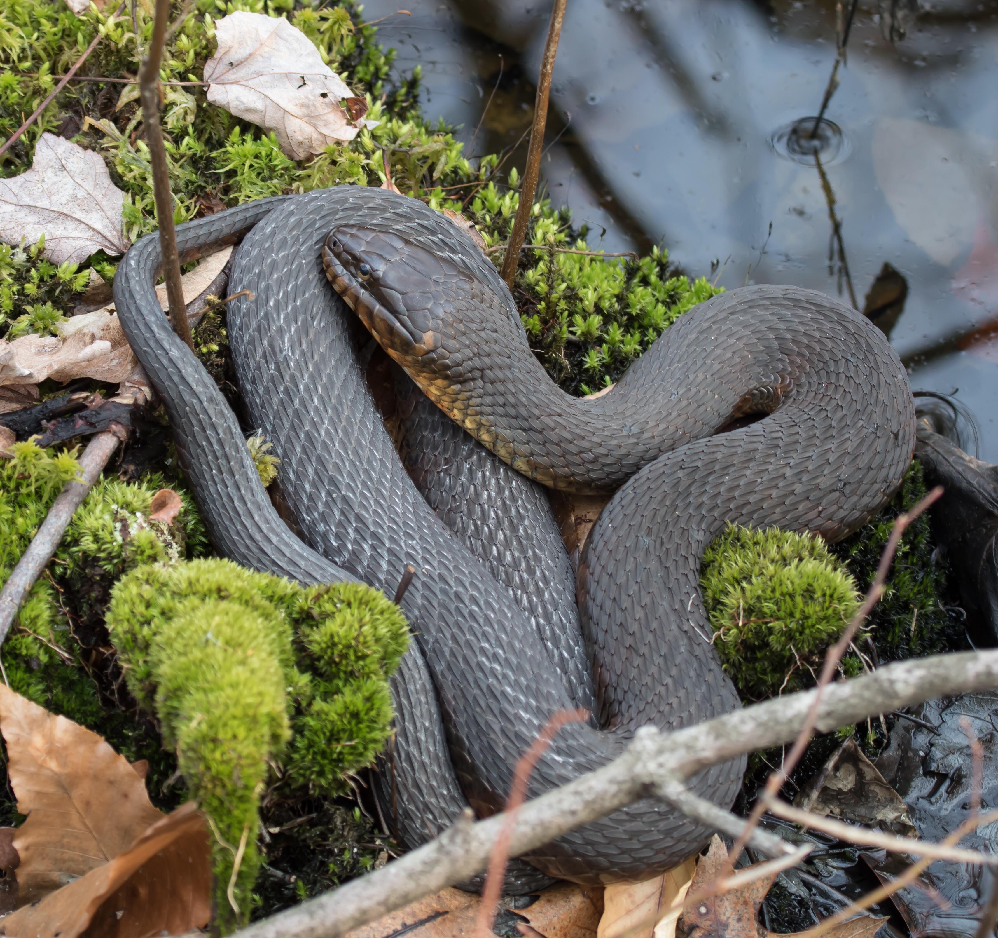What’s this snake? Seen in March in New Jersey. r/whatsthissnake
