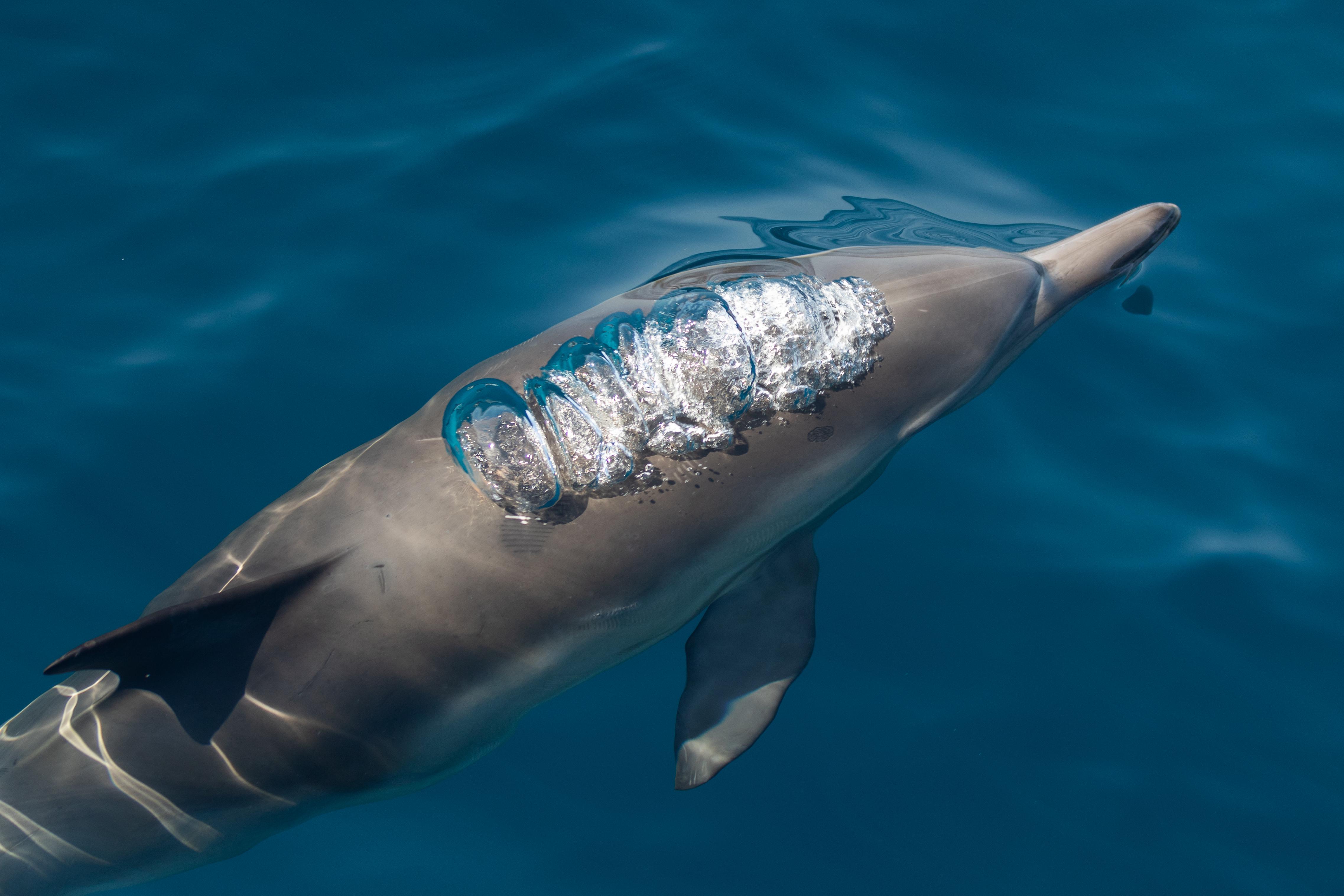 Common Dolphin Dolphins