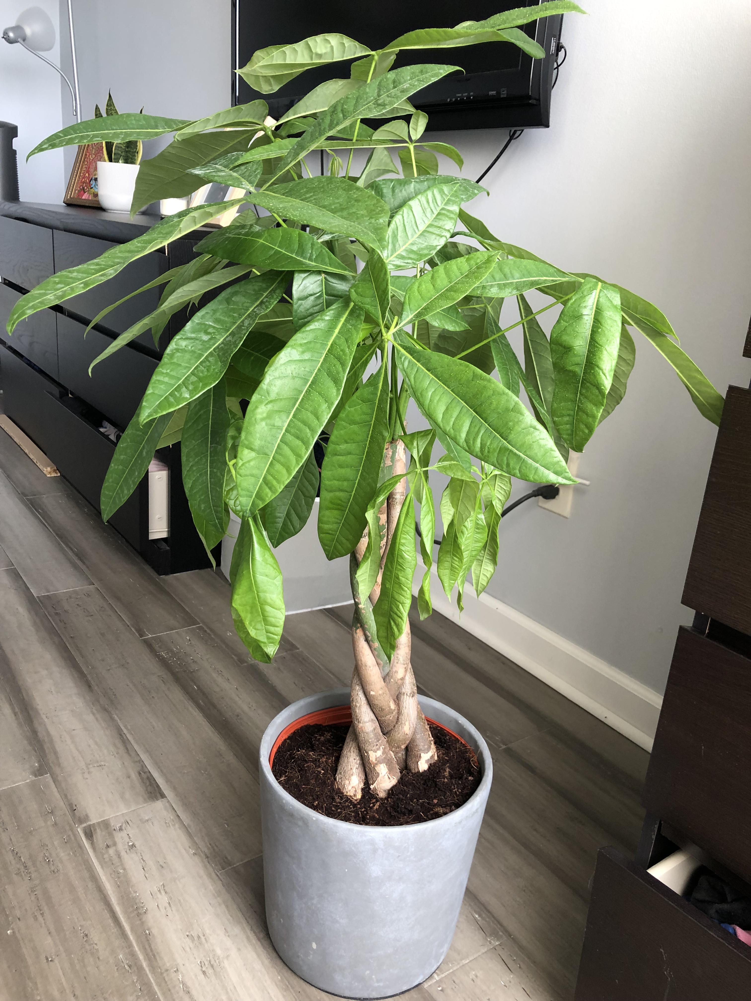 New money plant hey friends, picked this guy up from ikea yesterday but might’ve picked the
