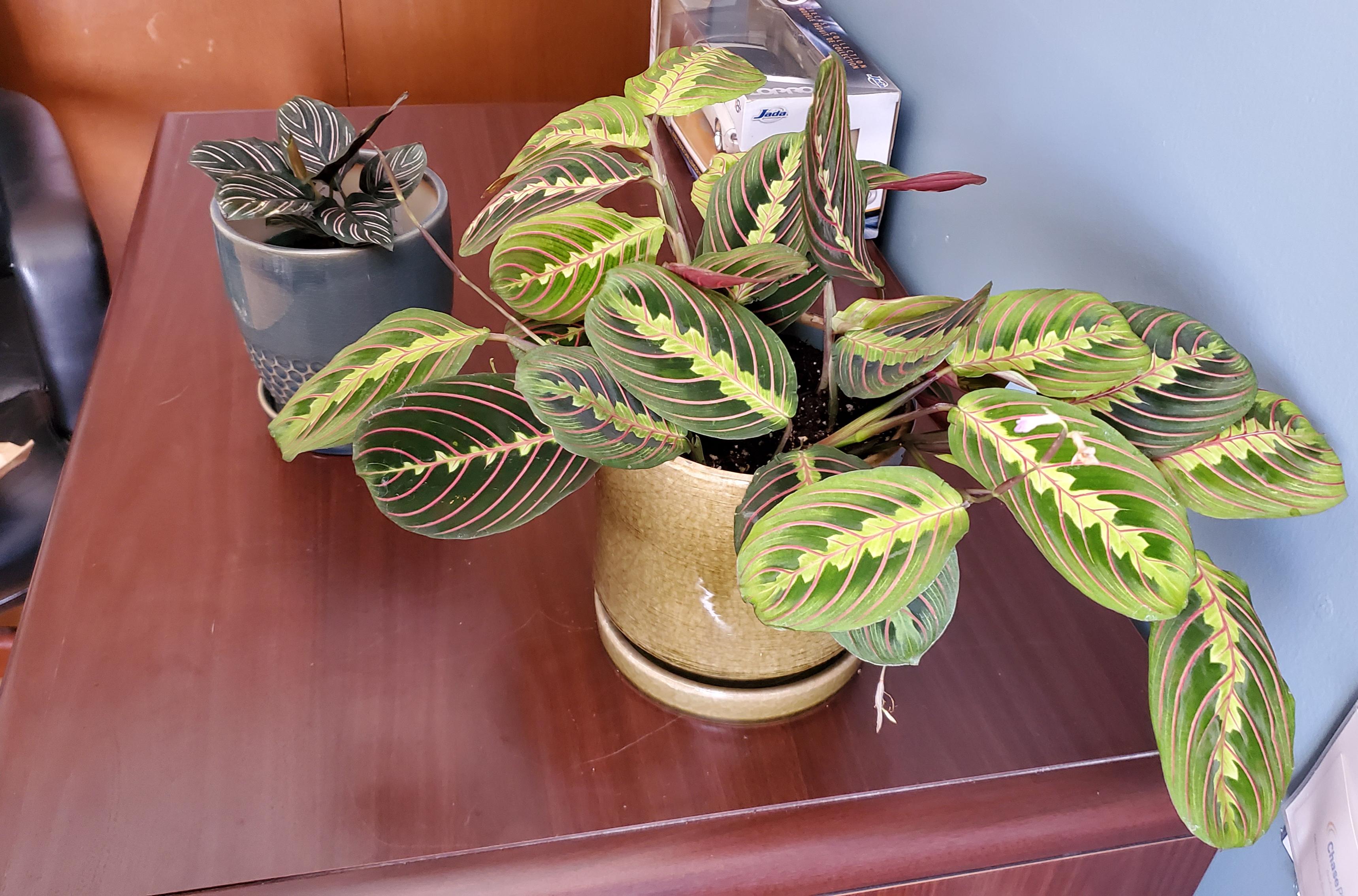My prayer plant is flowering! =] r/houseplants