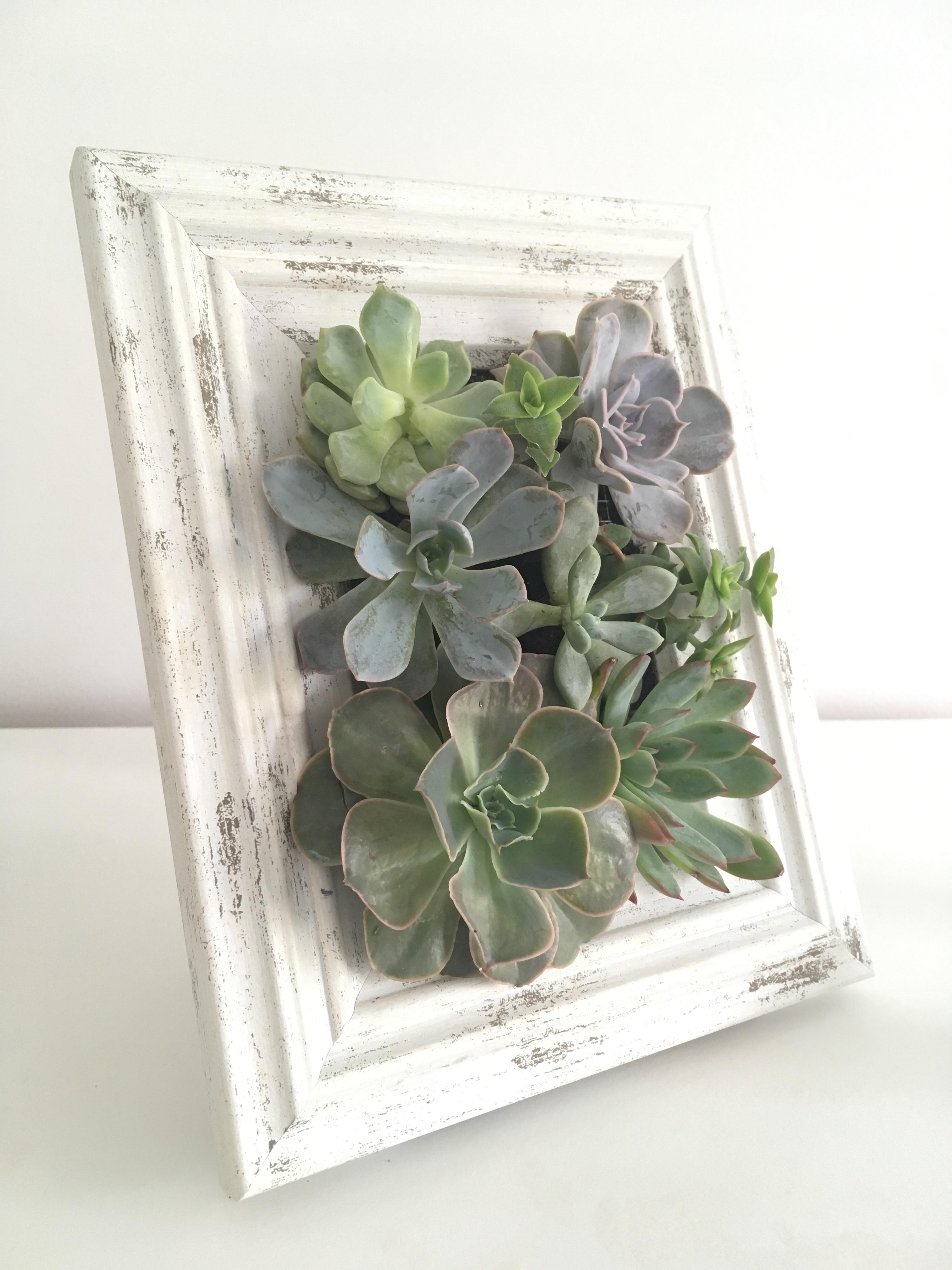 Vertical terrarium made by yours truly r/succulents