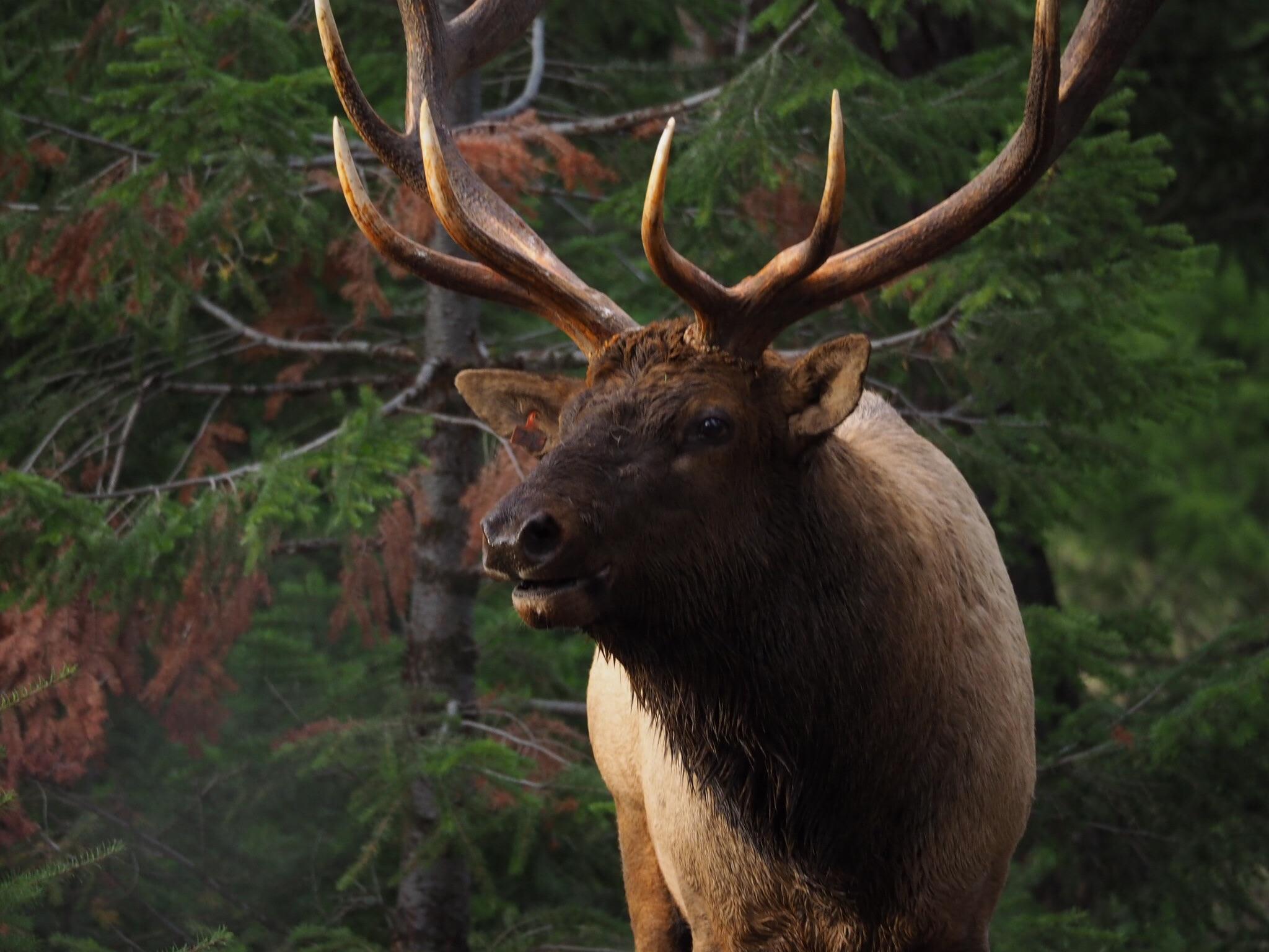 Bull Elk in Jasper National Park, Canada. wildlifephotography