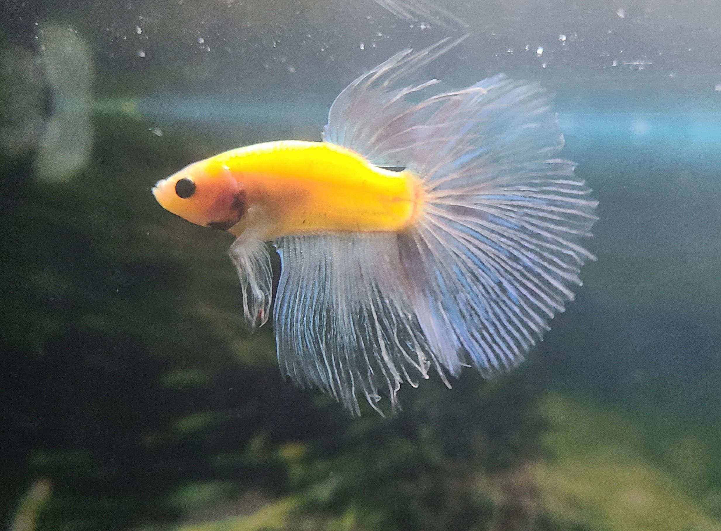 My betta won't stop flaring at himself in the reflection when the lights are off and the only