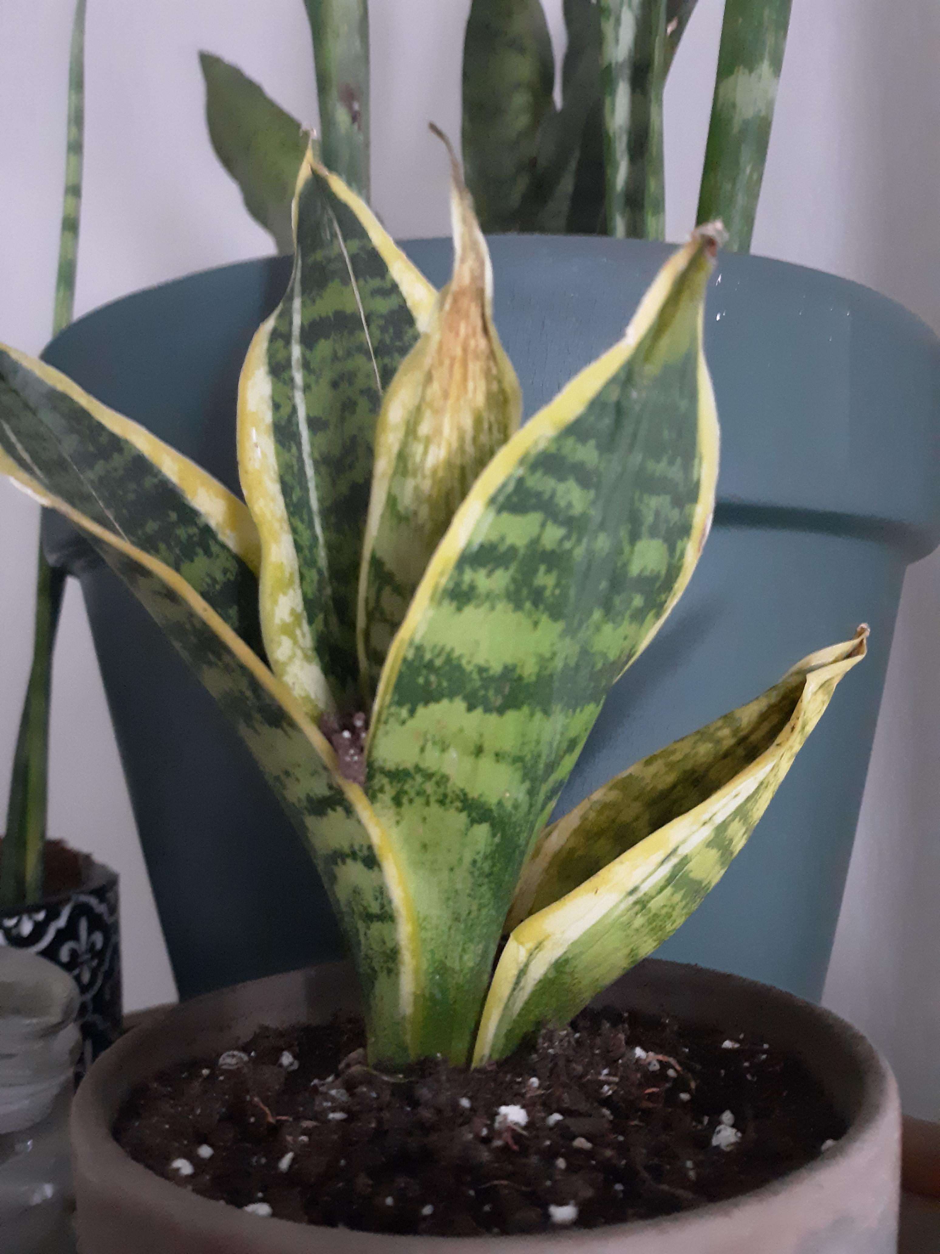 I've had snake plants for years and have never dealt with crispy yellow
