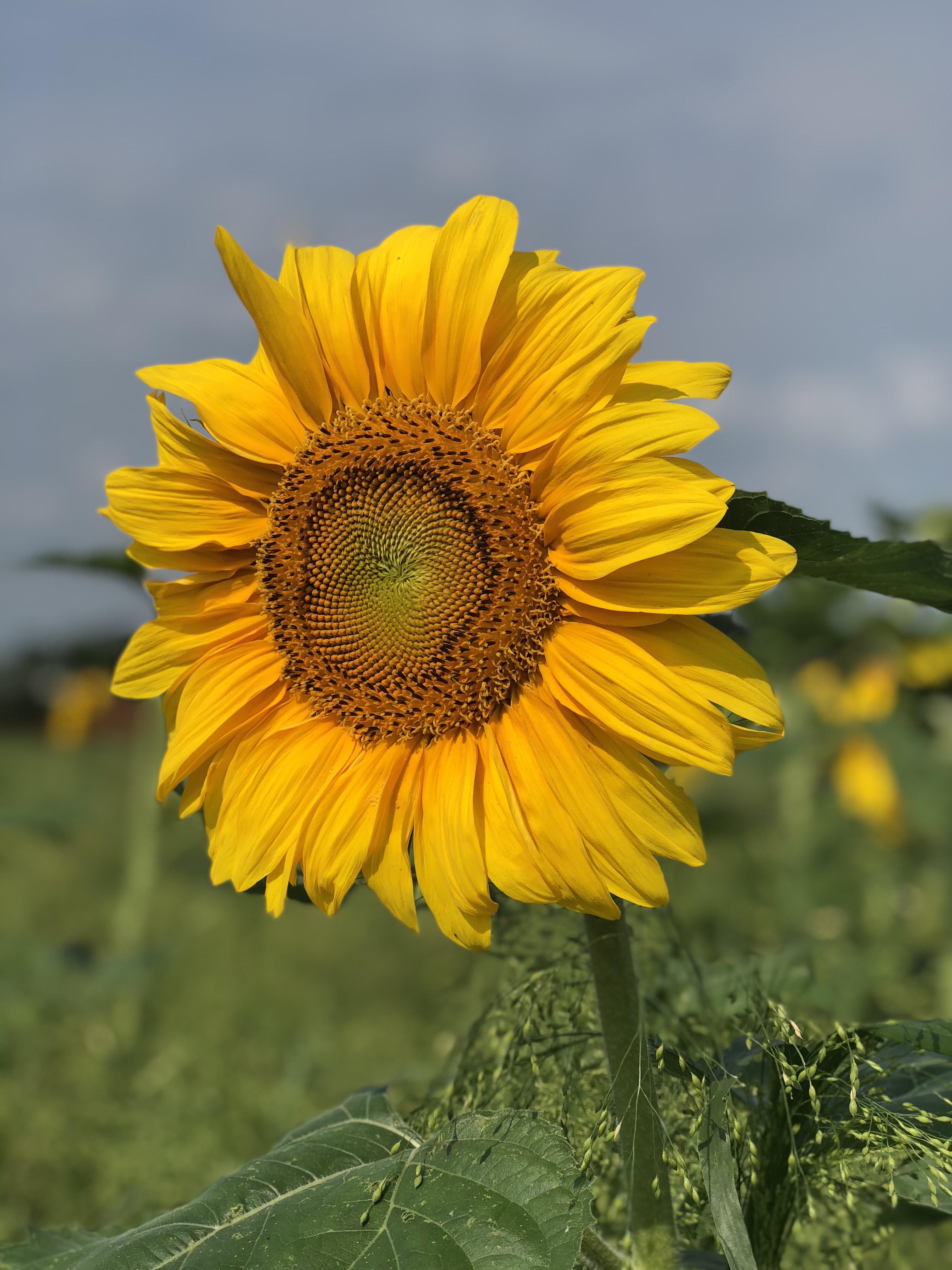 Just a beauty from a sun flower field here in Wisconsin 🥰 r/sunflowers