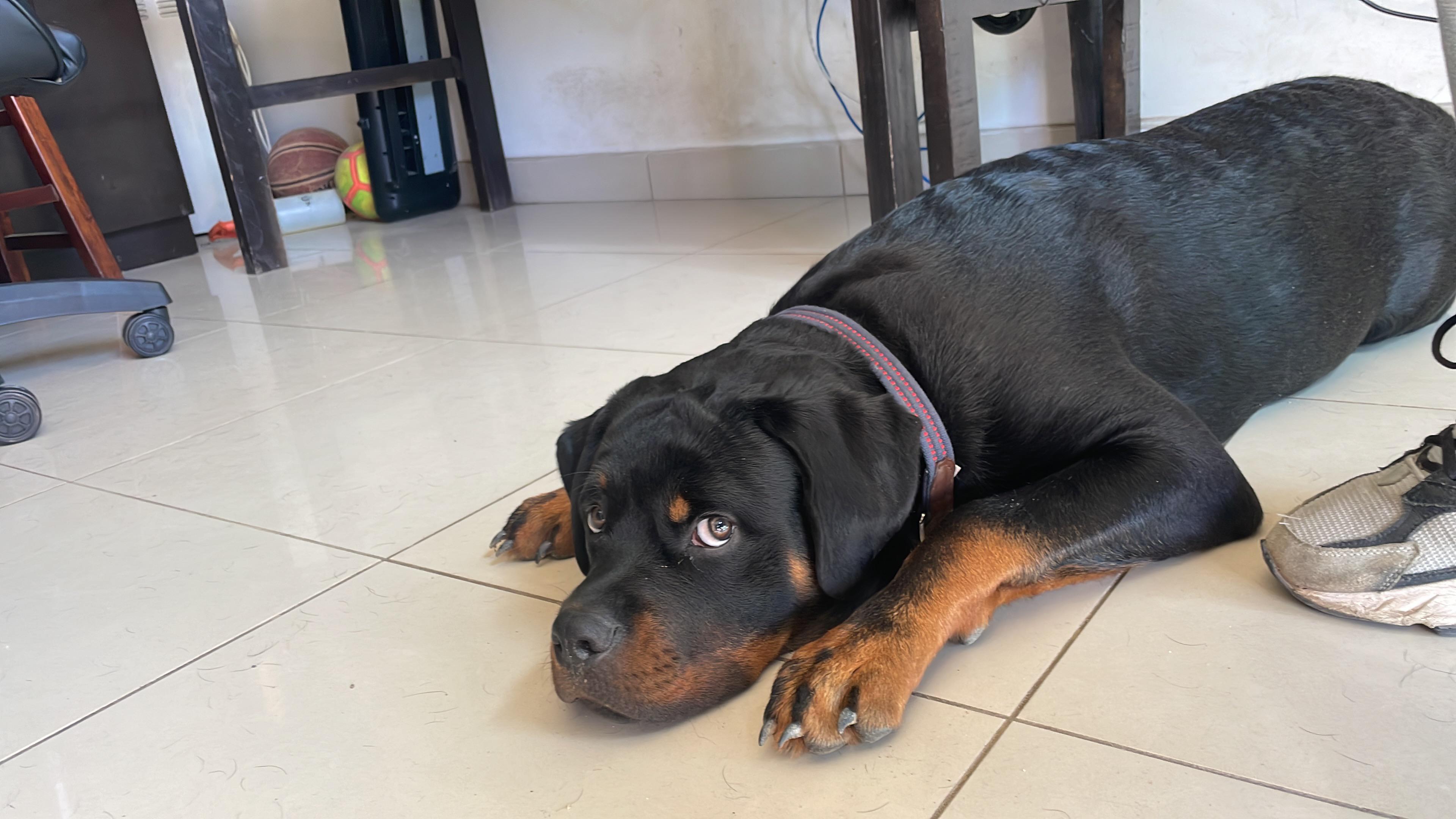 Hello everybody! Any hair brush My friend is leaving hair