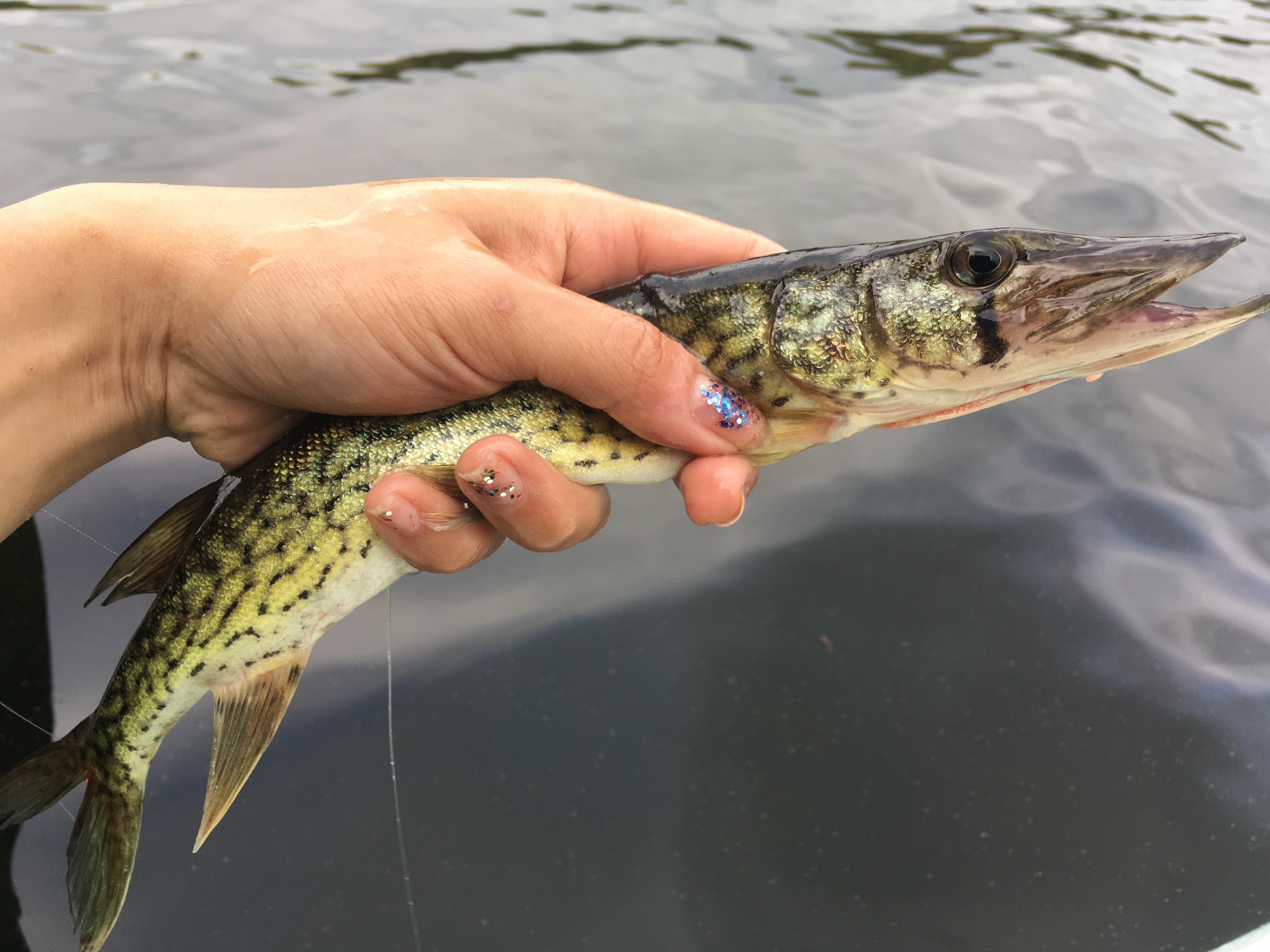 First pickerel. Good starter size? r/Fishing