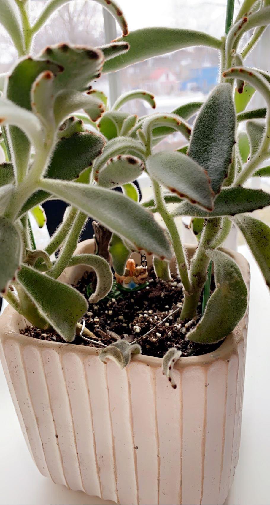 Whats up with my Kalanchoe tomentosa? Leaves towards the bottom are