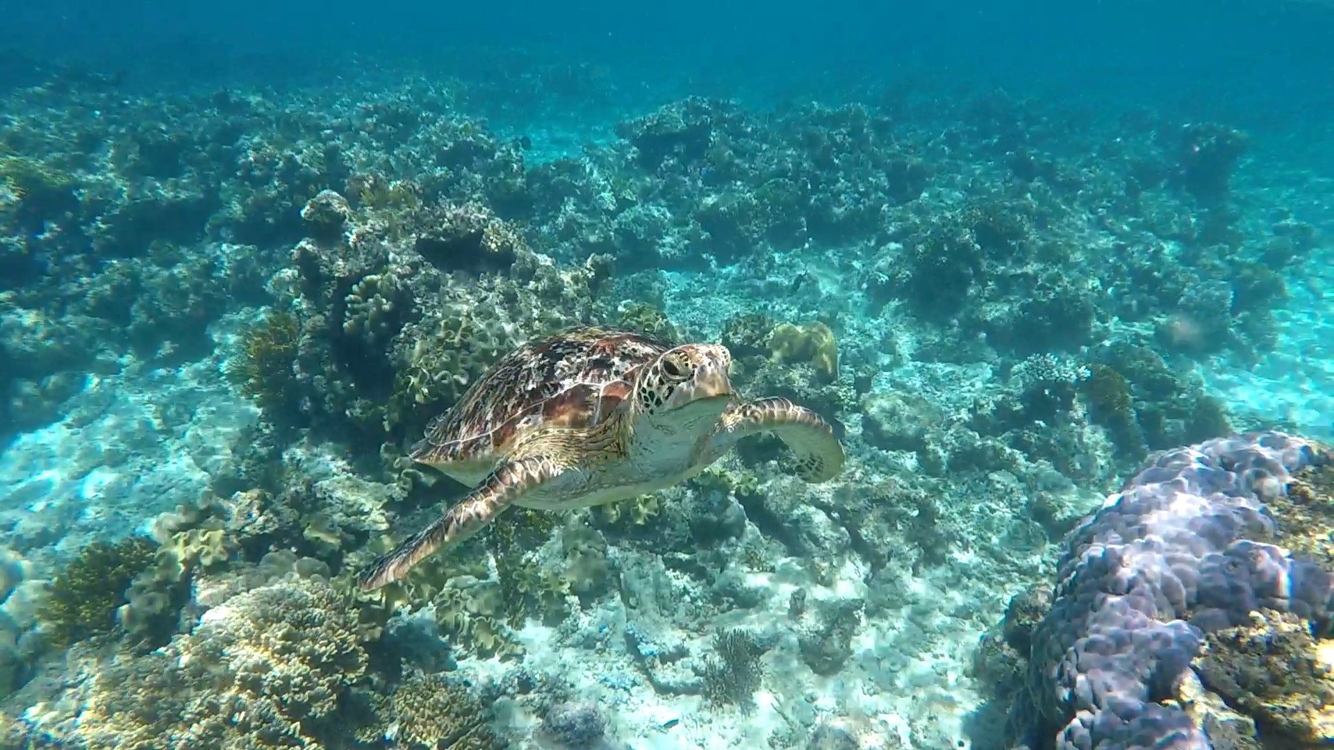 Sea Turtle, Great Barrier Reef, Australia Images