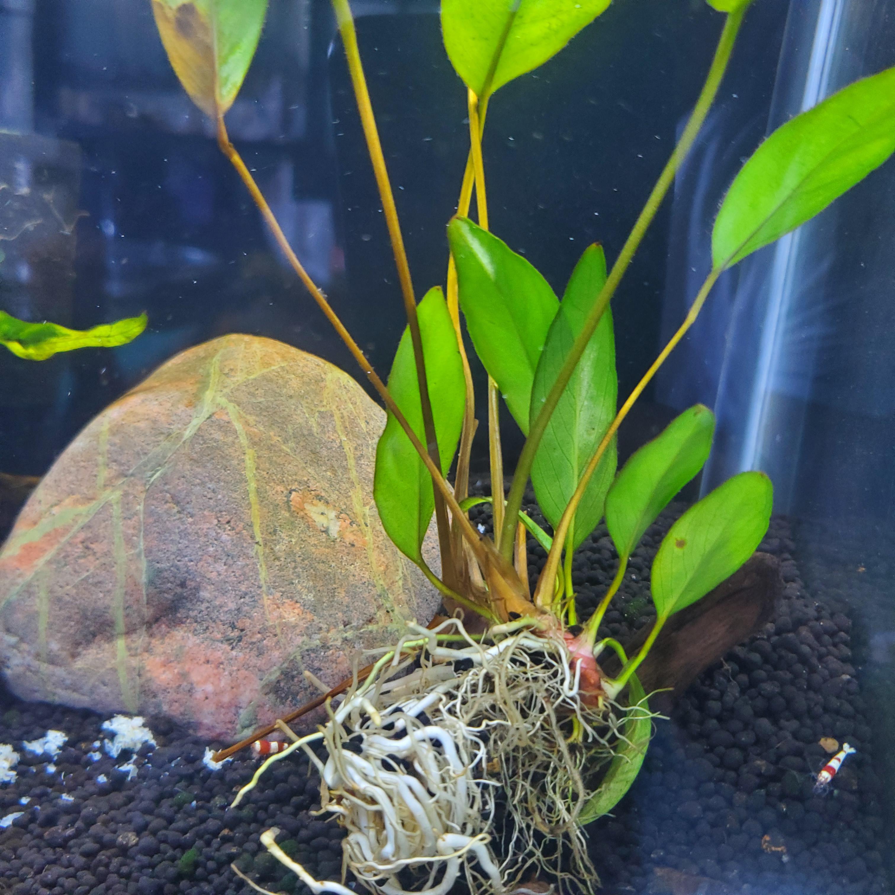 This looks like a tap root. Do anubias have tap roots? r/PlantedTank