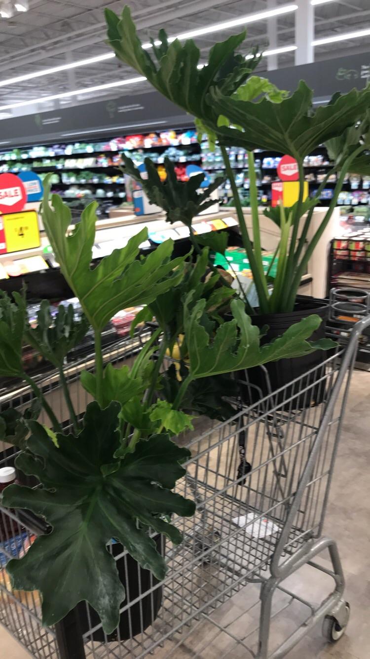 2 for 20 at stop and shop! r/houseplants