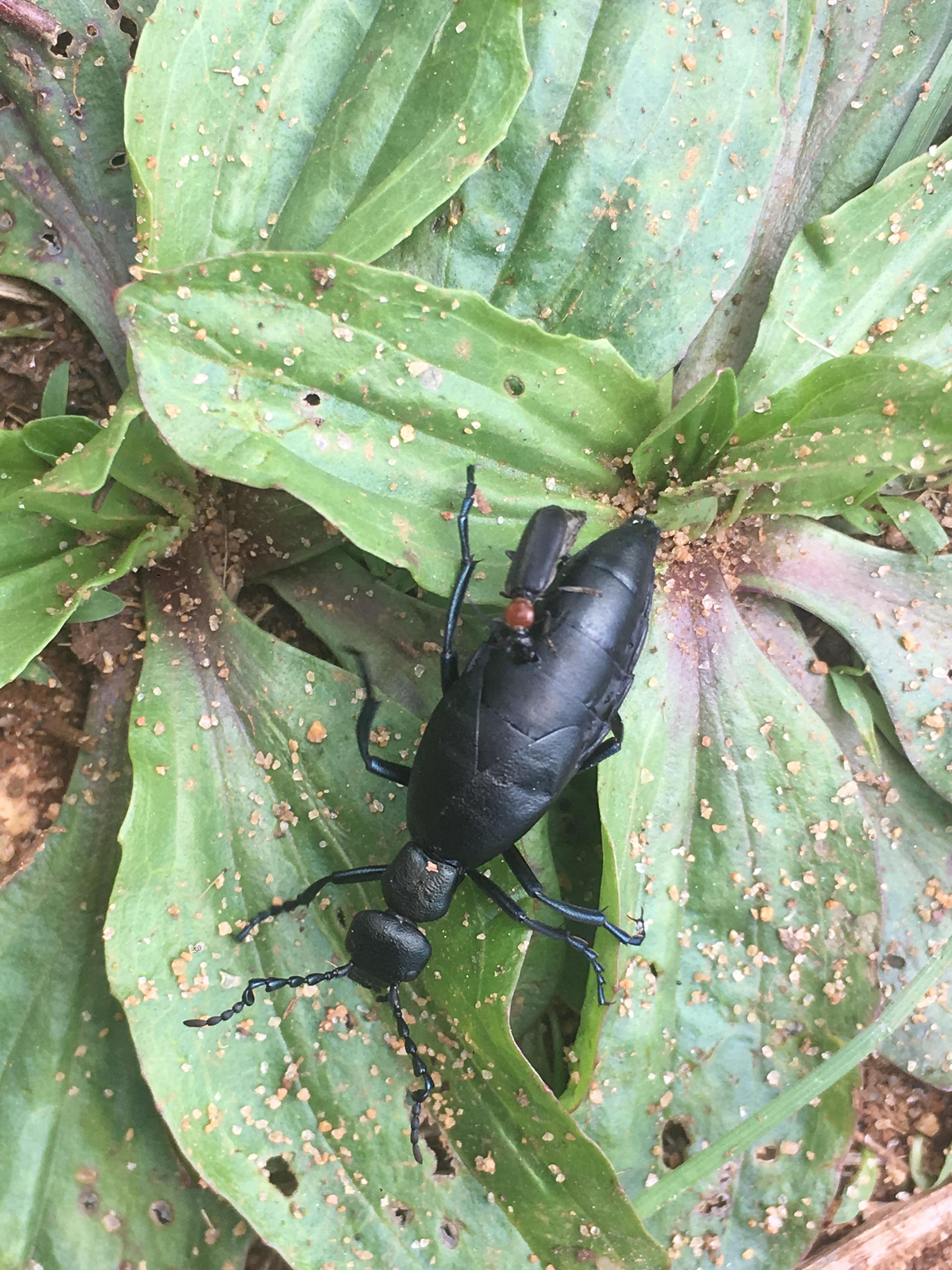 Found in New Jersey anyone know what kind of insect it is? And it is