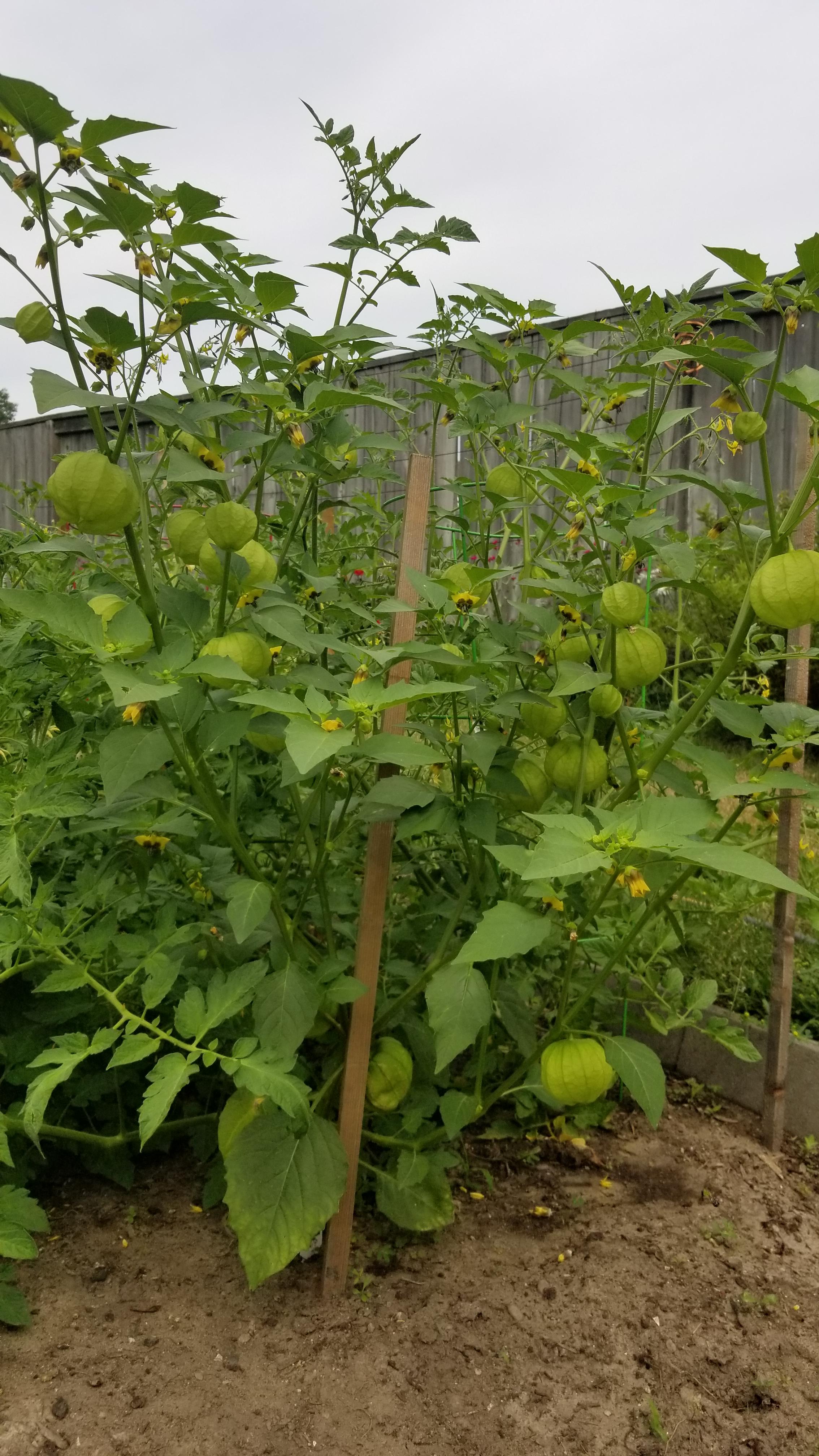 I bought it at Canadian tire at the end of May and thought that i will