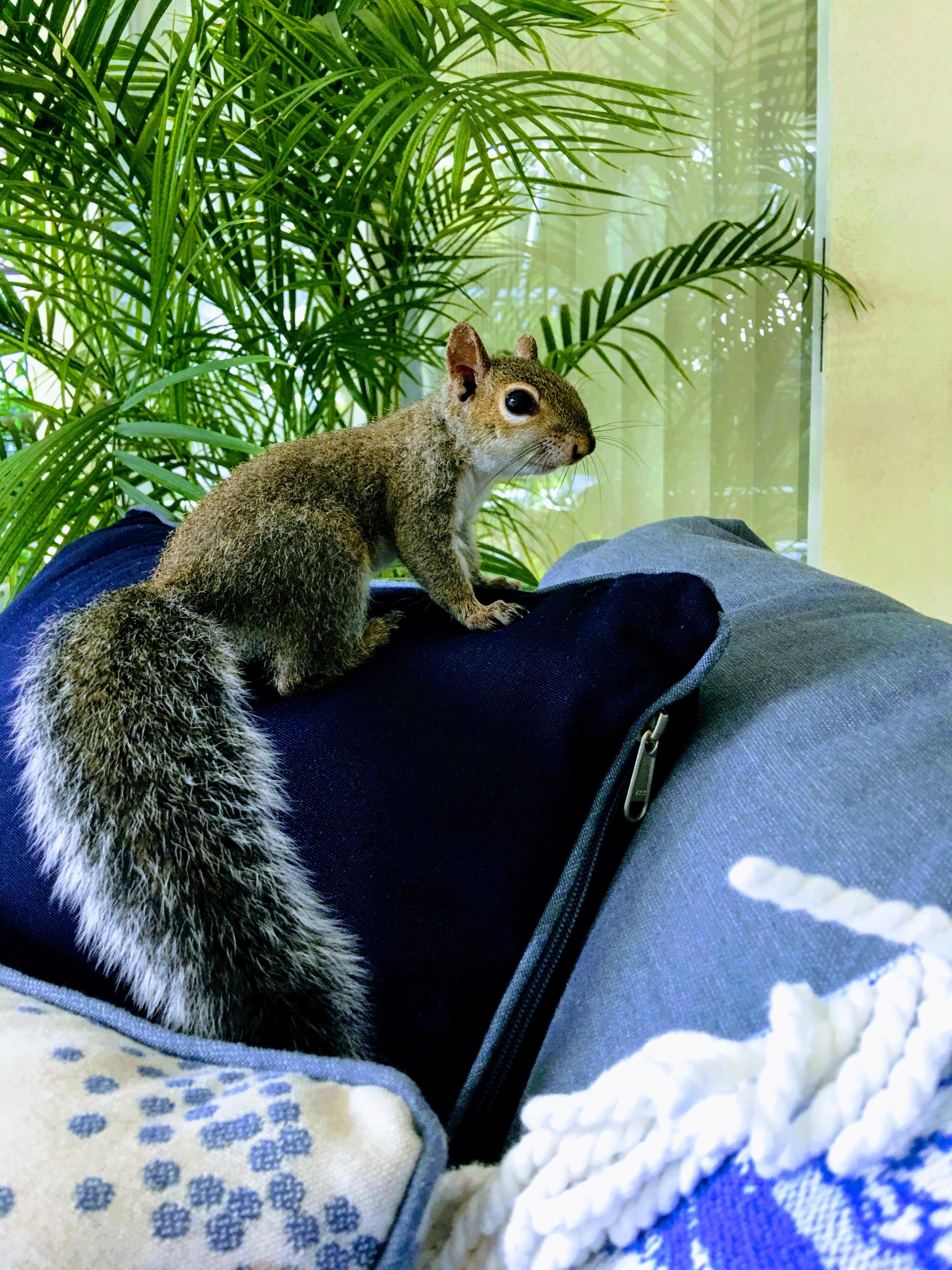 Little Earl didn’t like the noises last night but he’s happy and full