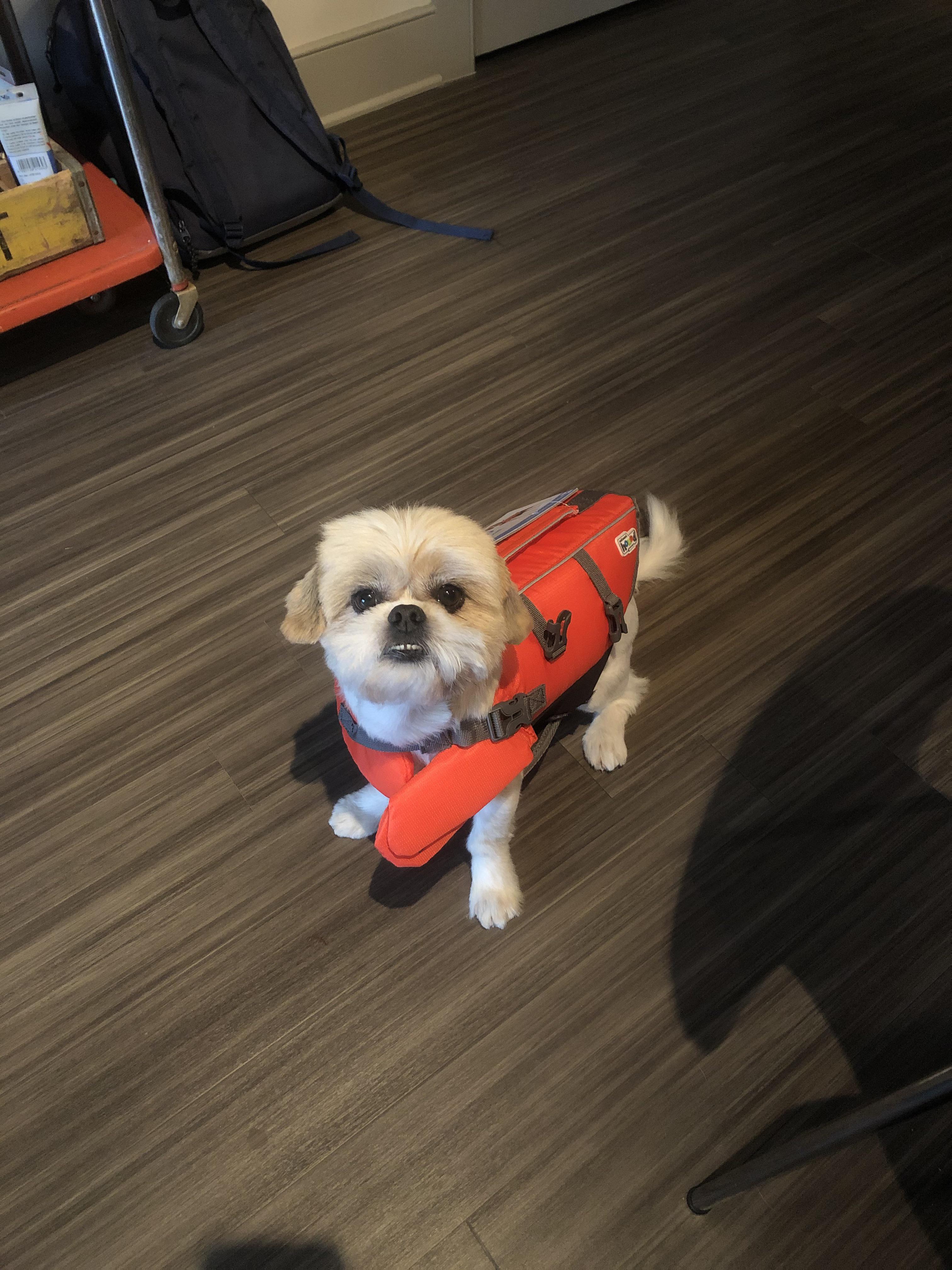 Dusty has a new life jacket! How did you first introduce your shih tzu