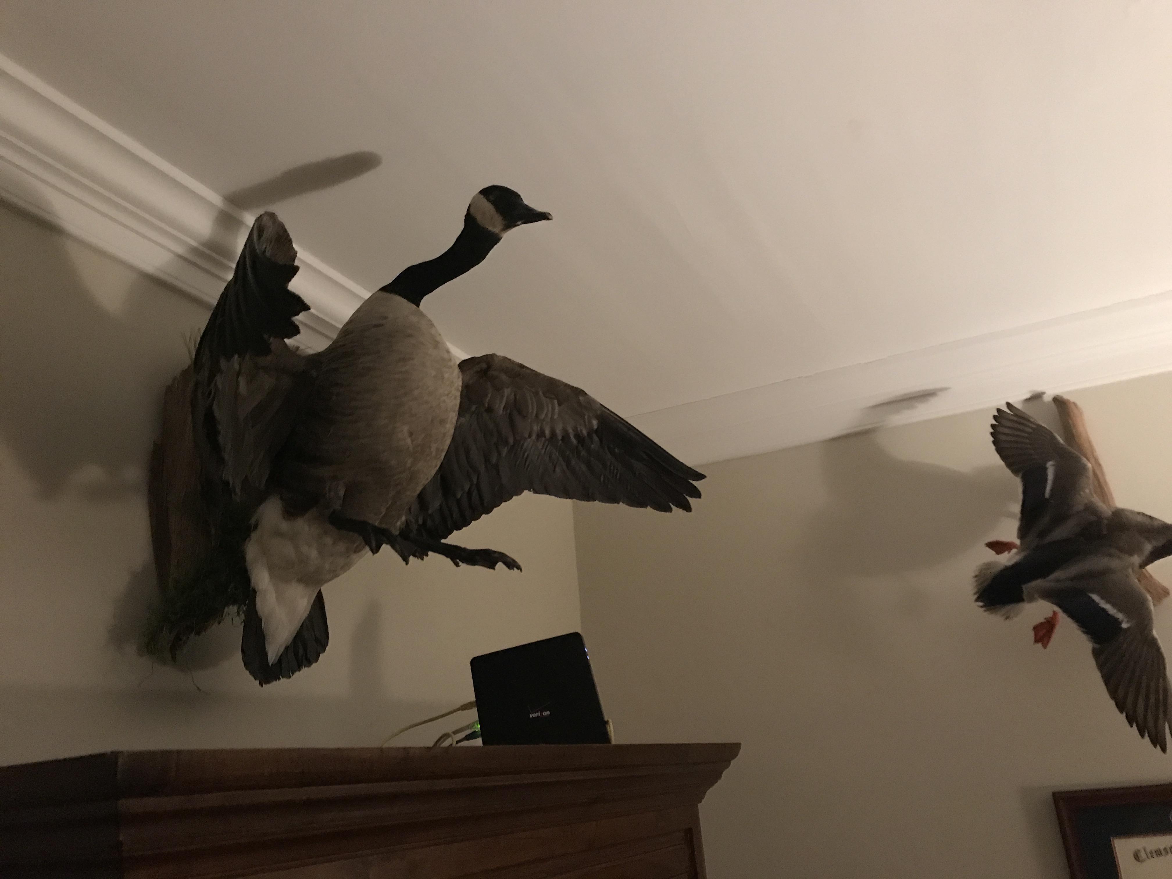 New goose mount r/Waterfowl