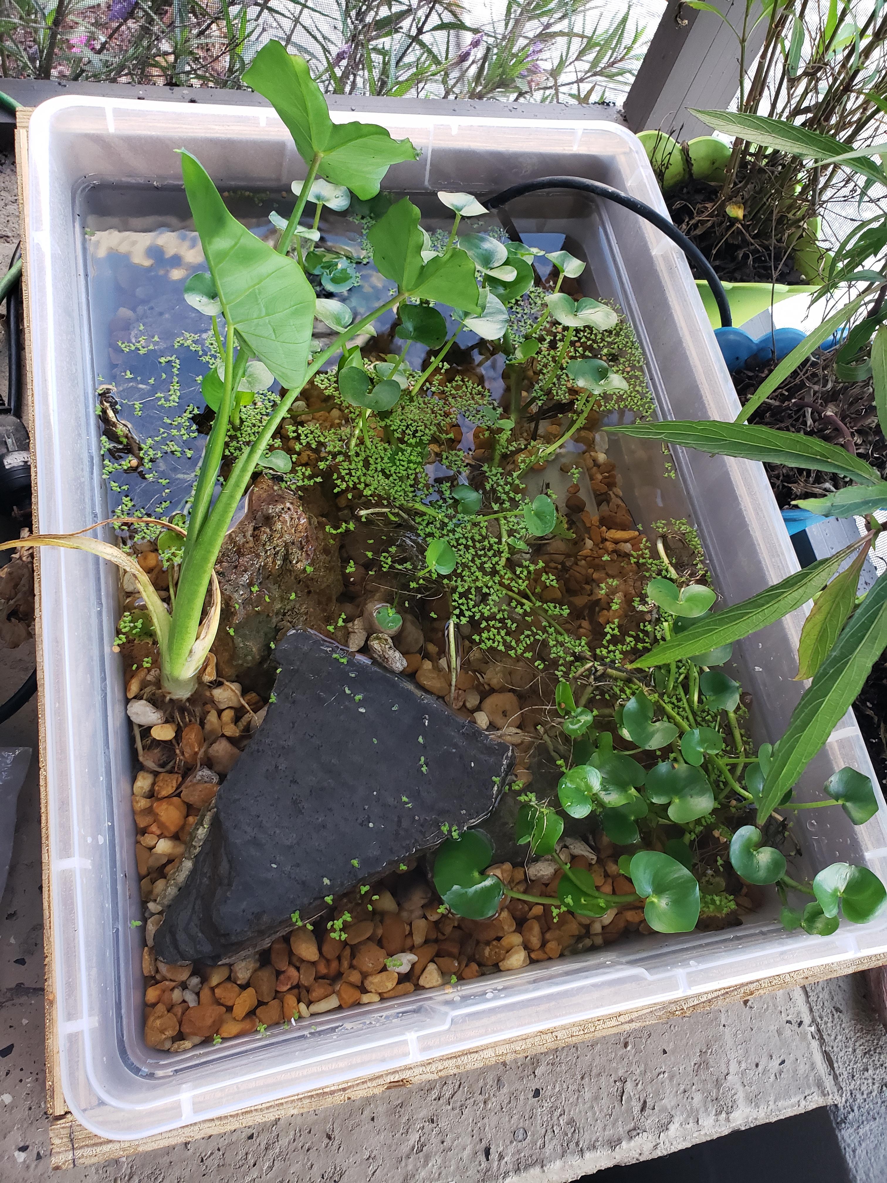 My baby Striped Mud Turtles enclosure r/turtle