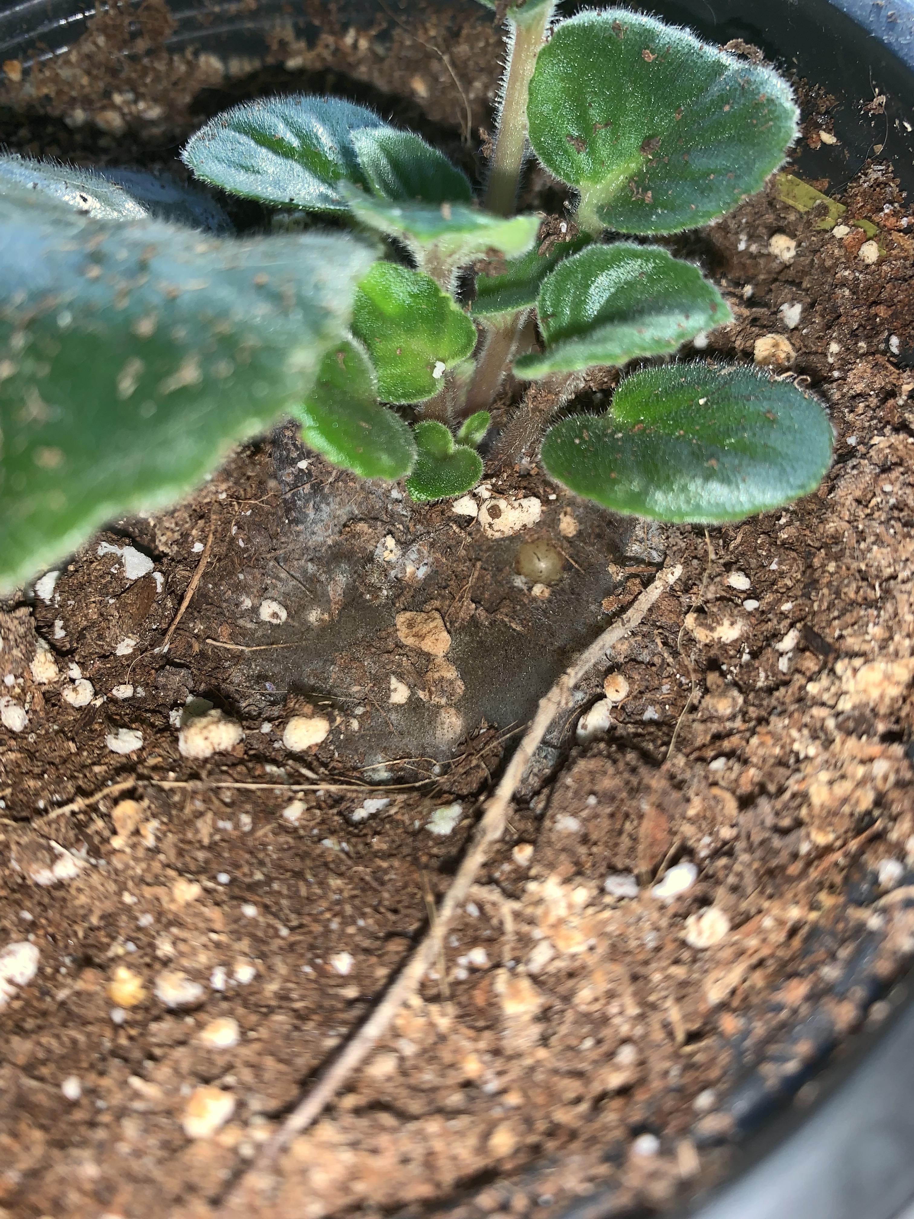 Help!! Why is my african violet growing hair? r/houseplants