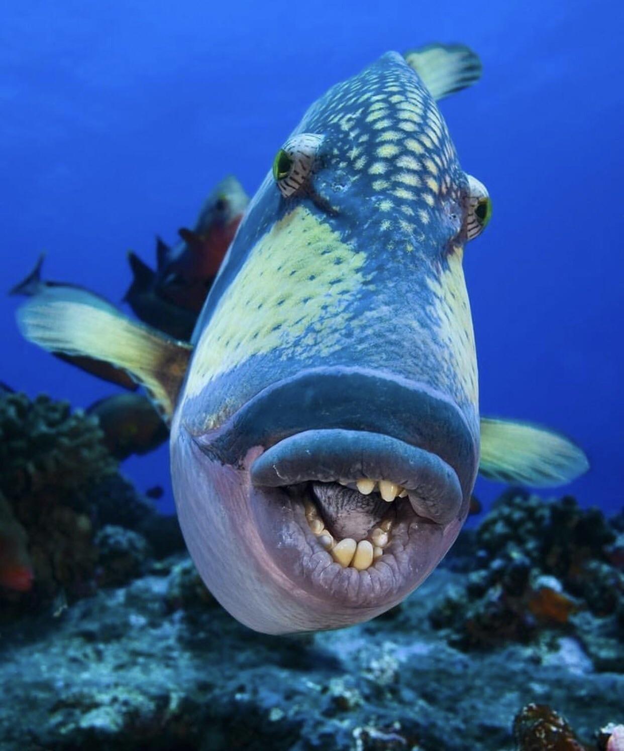 This is a triggerfish, which can be found in tropical and subtropical