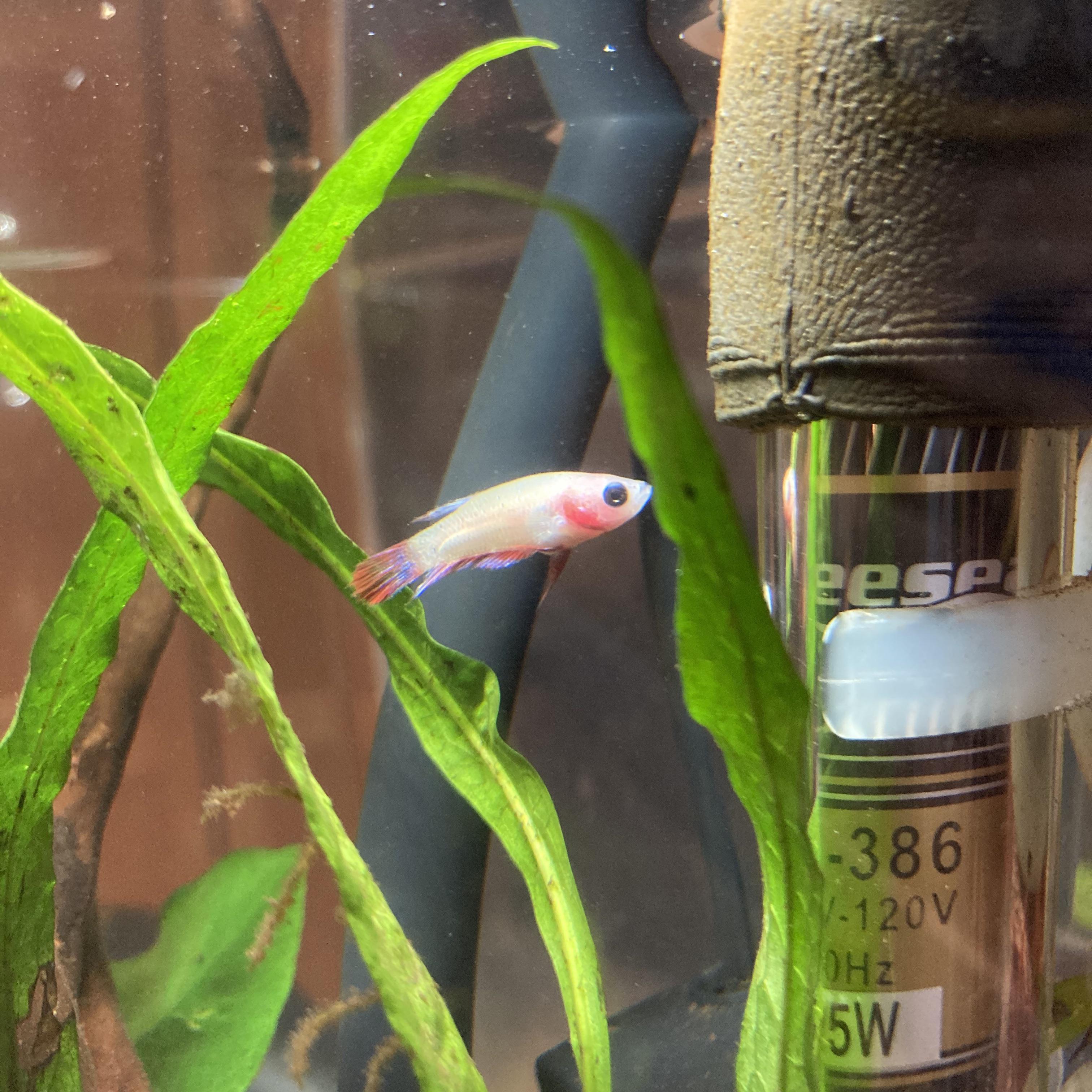 Baby betta got stuck in filter intake. Advice needed. r/bettafish