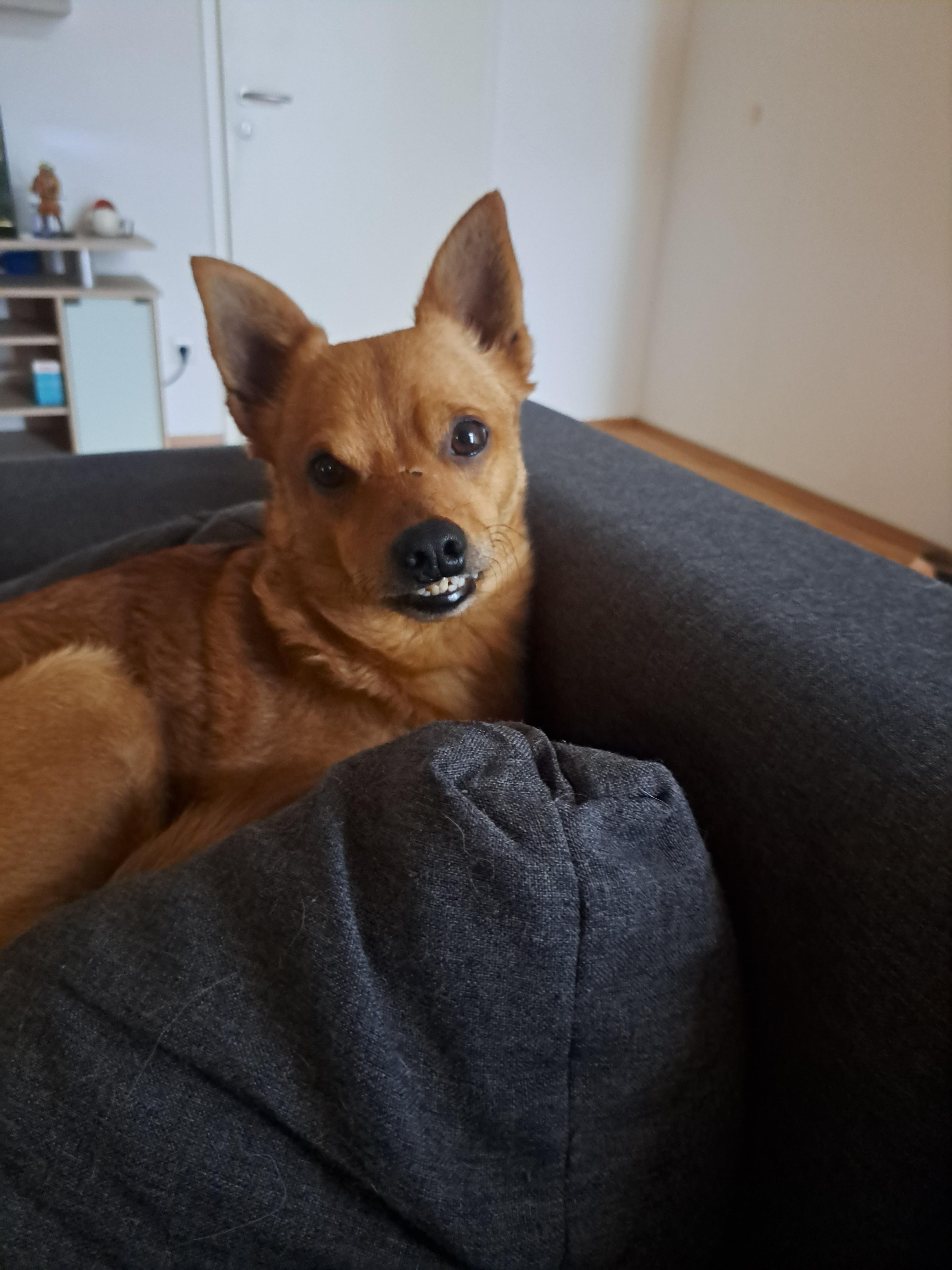 My dog giving me his best smile r/aww