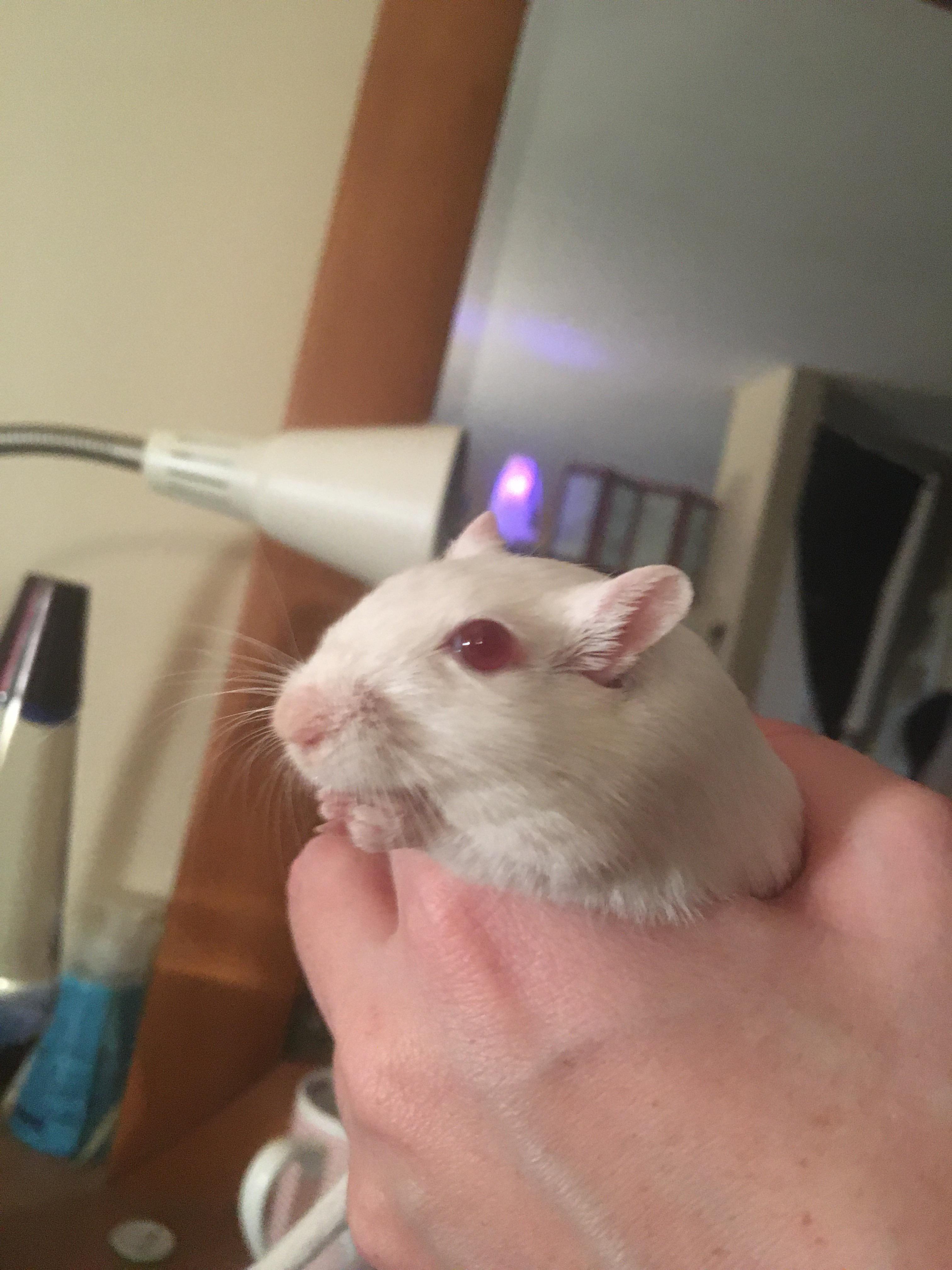 Pumpkin seed munchin’ r/gerbil