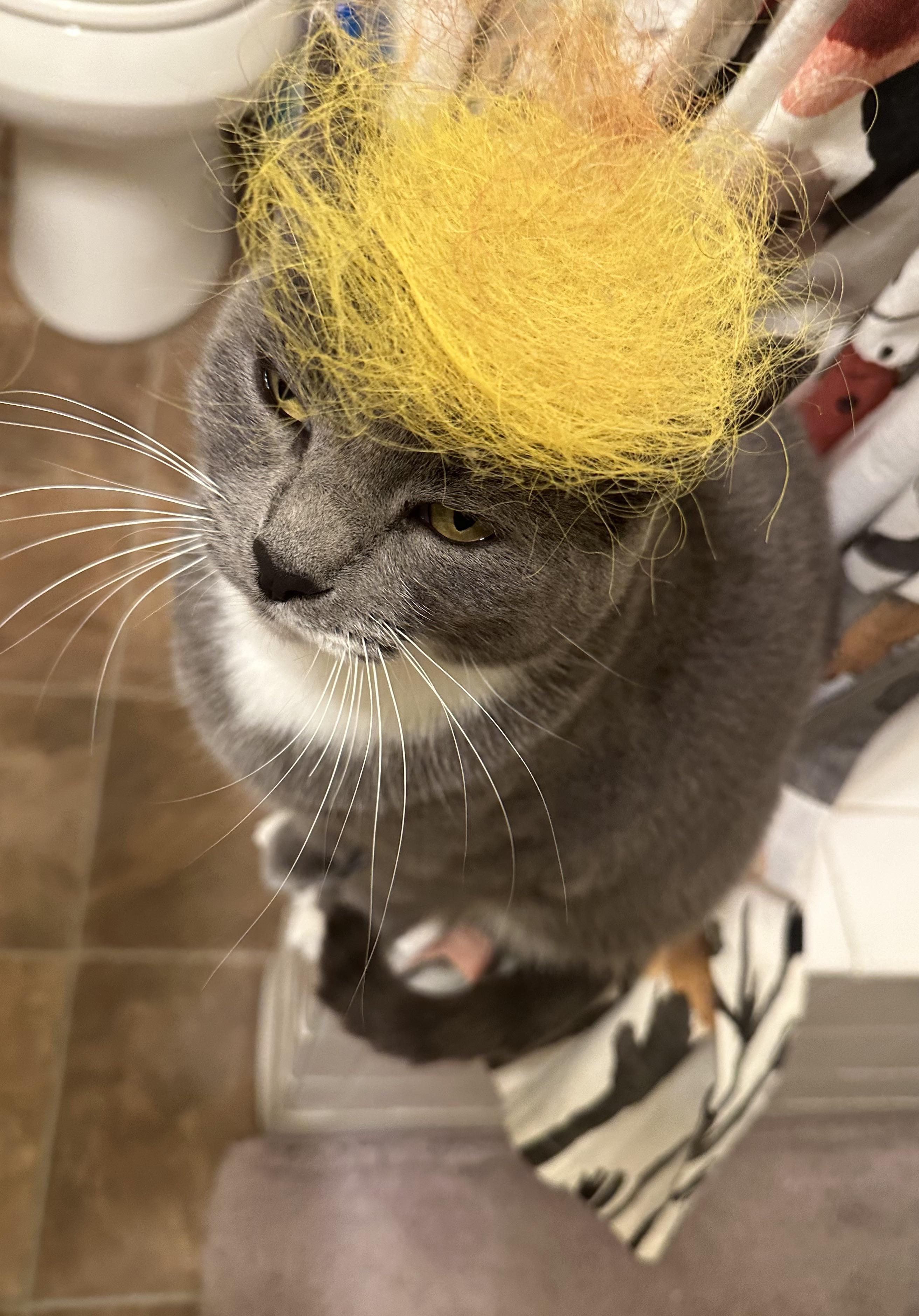 I brushed my hair then put my hairball on my cat and now she looks like