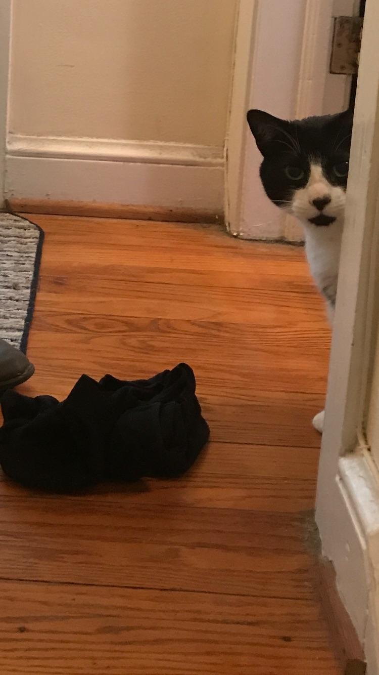 My cat keeps stealing my roommates shit to give to me as gifts.. today