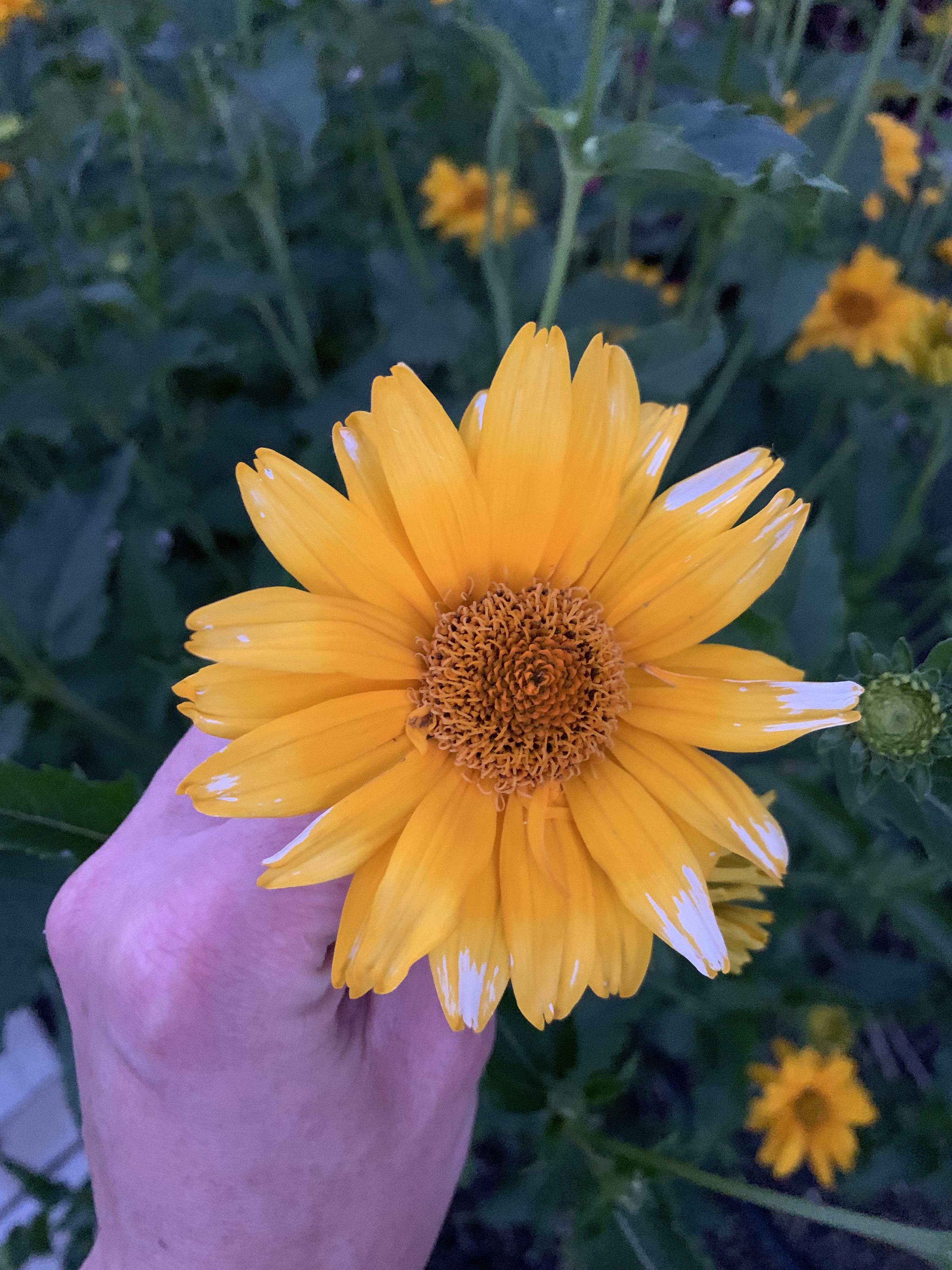 Does anyone know why my Cup Flower gets spots of white on the petals