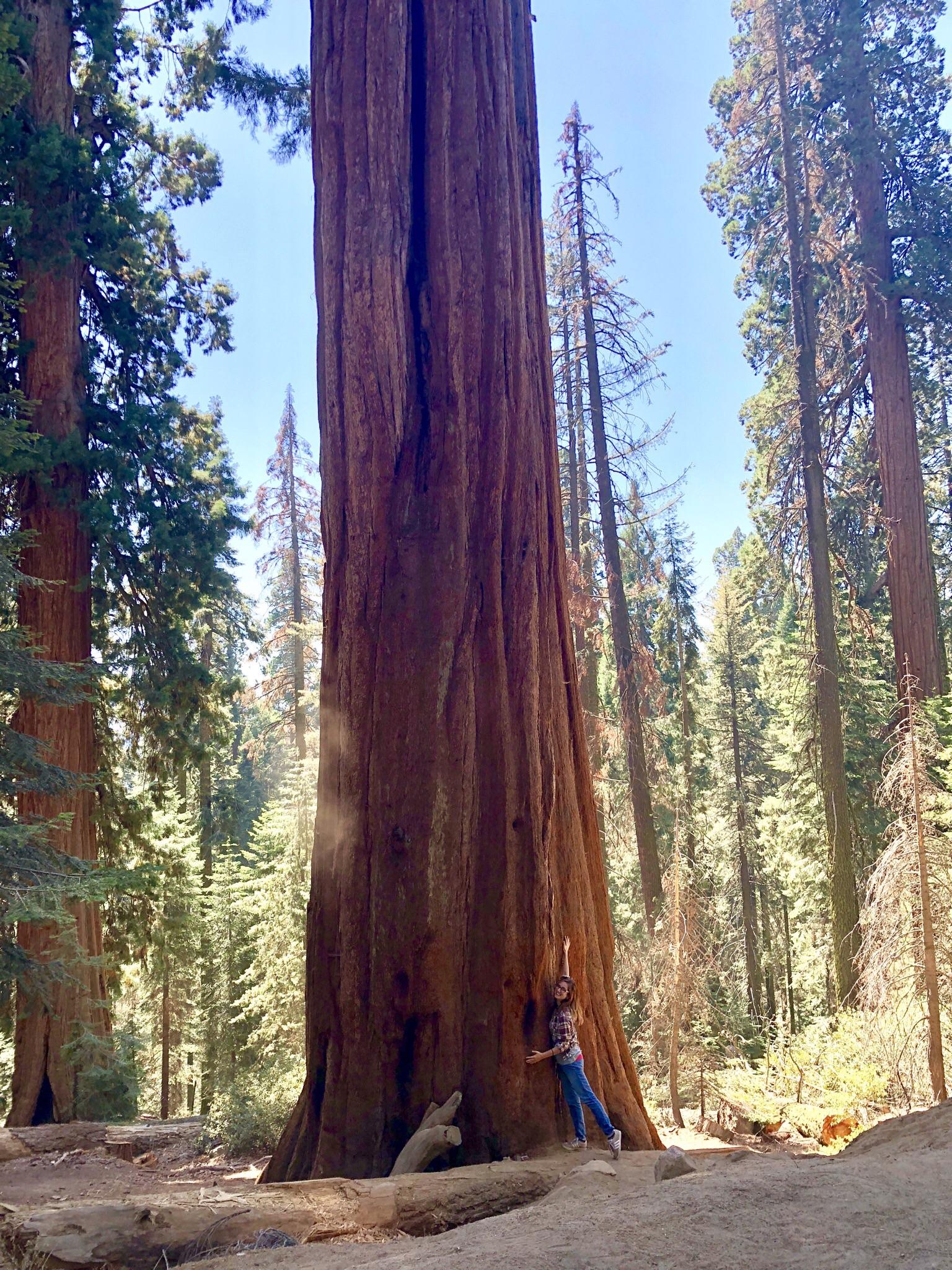 Forest of Giants r/roadtrip