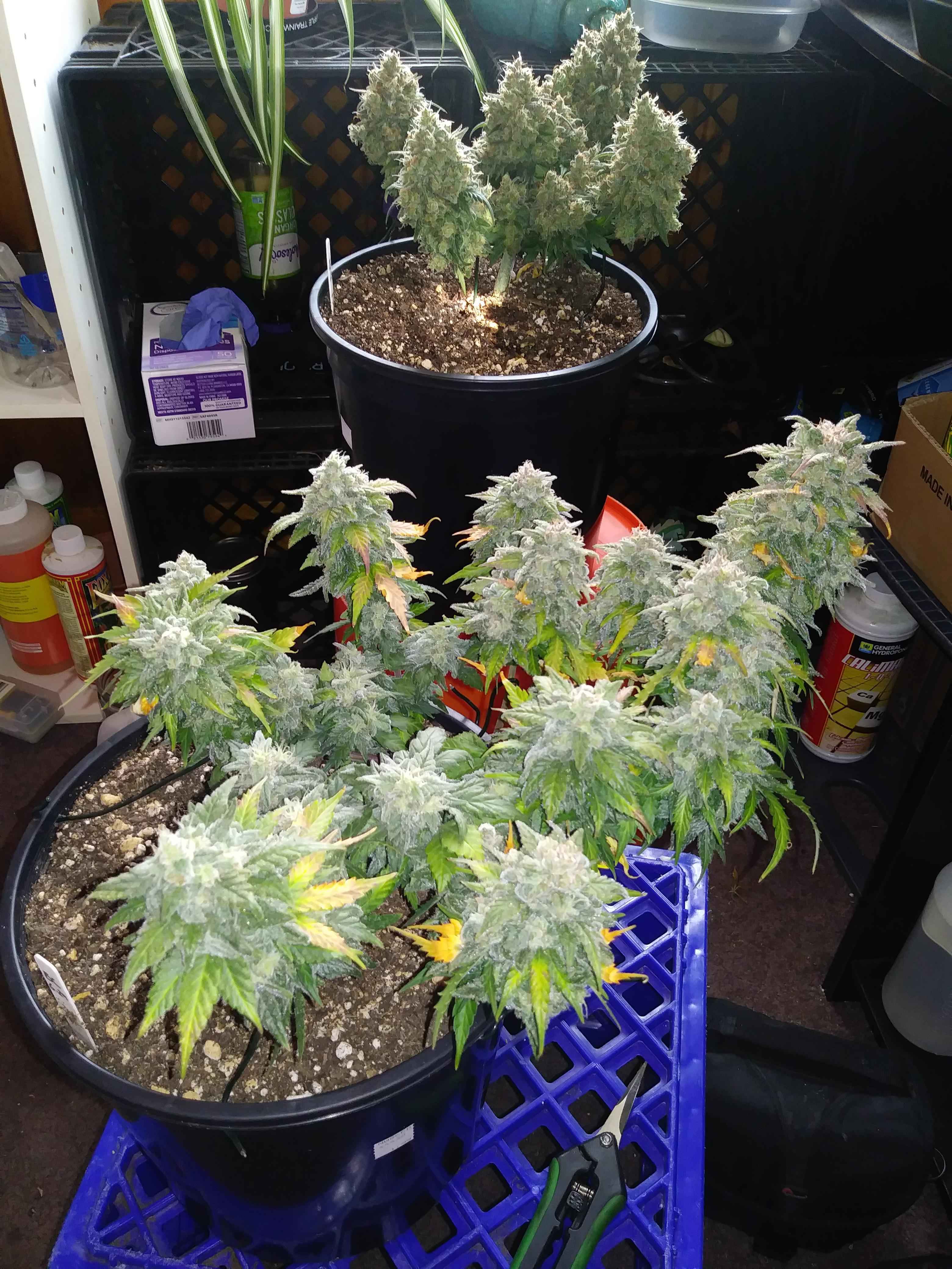 Blue cheese auto, Nirvana seeds, sprouted June 29th. Pretty close and